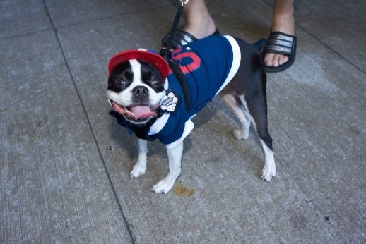 cleveland indians dog jersey