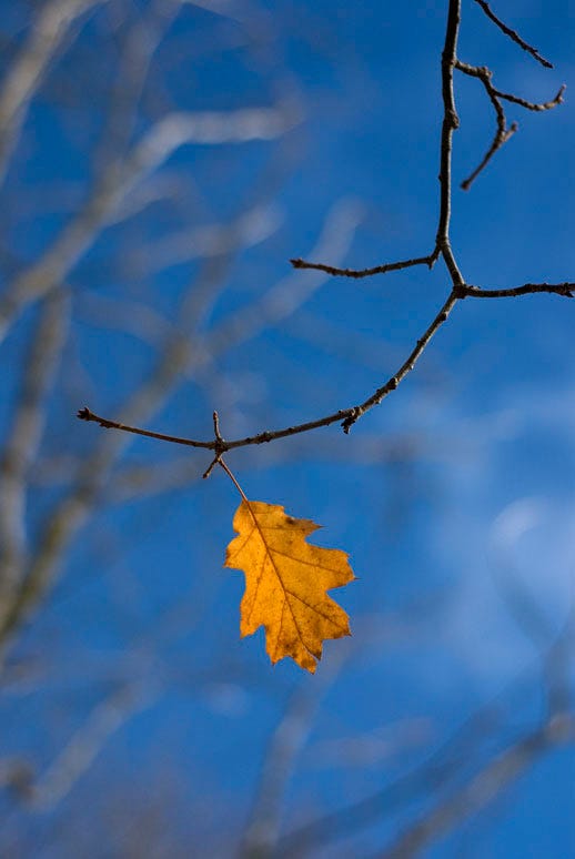The Power Of Belief As Depicted In The Last Leaf By Things Around Us