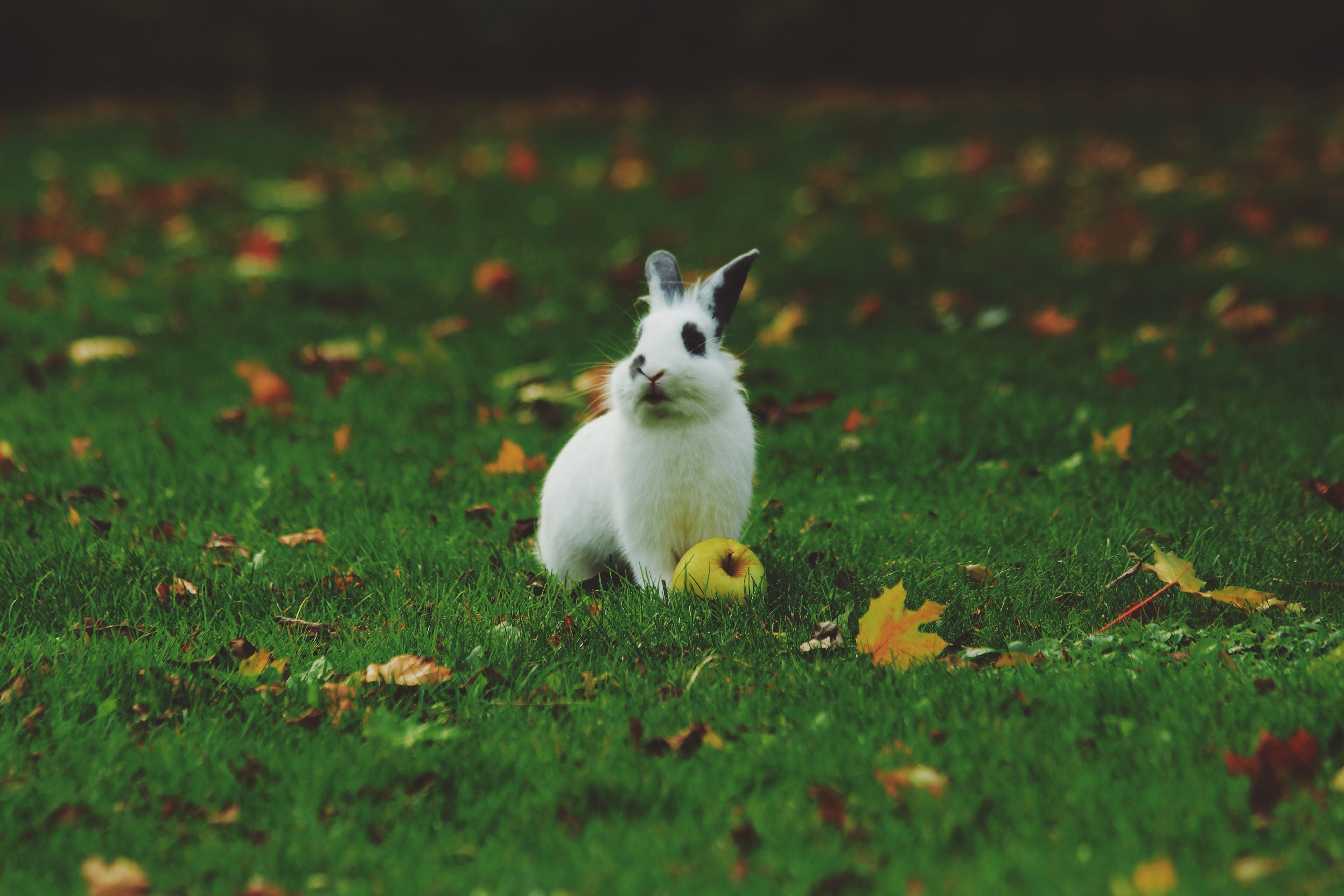 Why You Should Keep The Easter Bunny Alive By Niklas Goke Medium