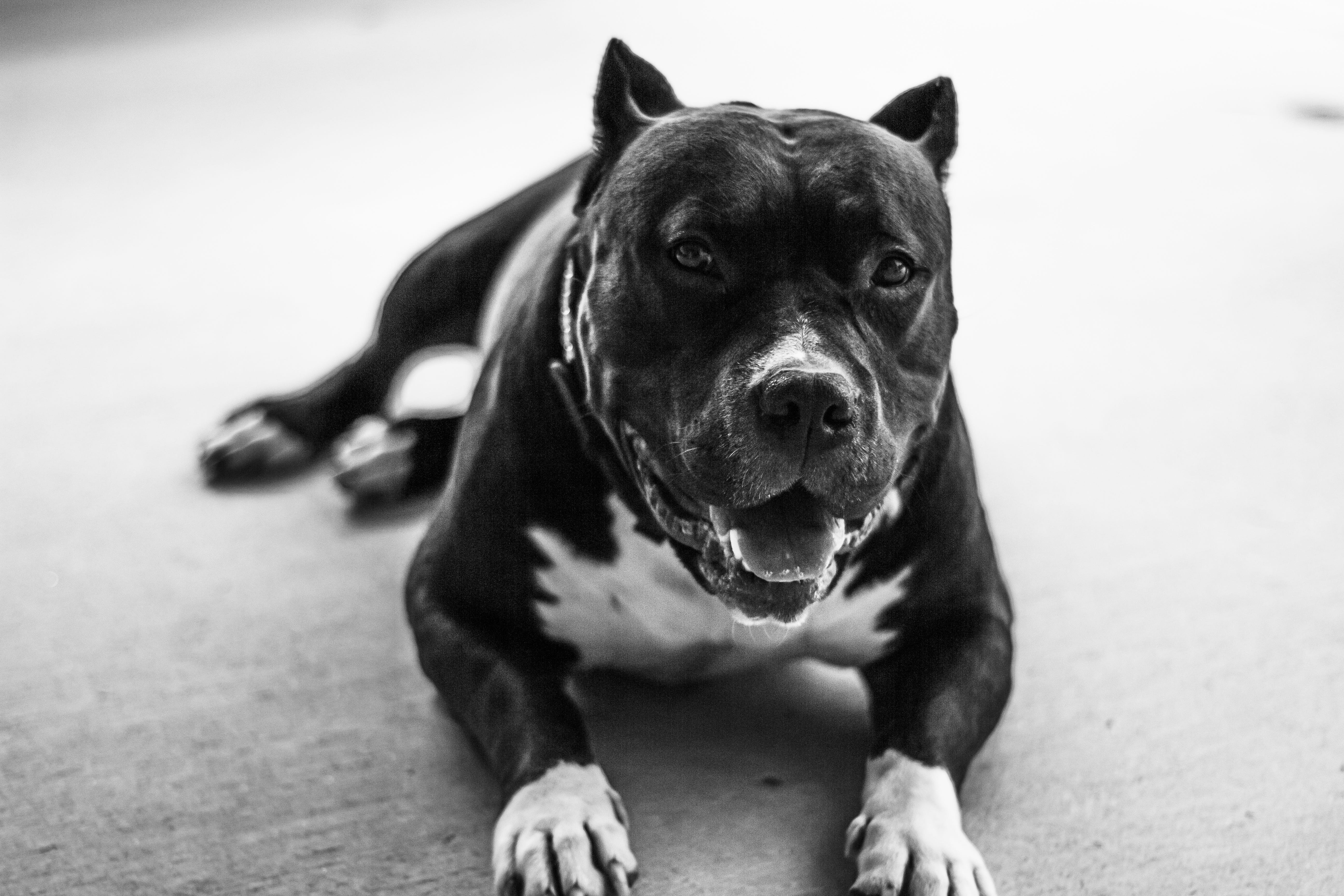 black pitbull with yellow eyes