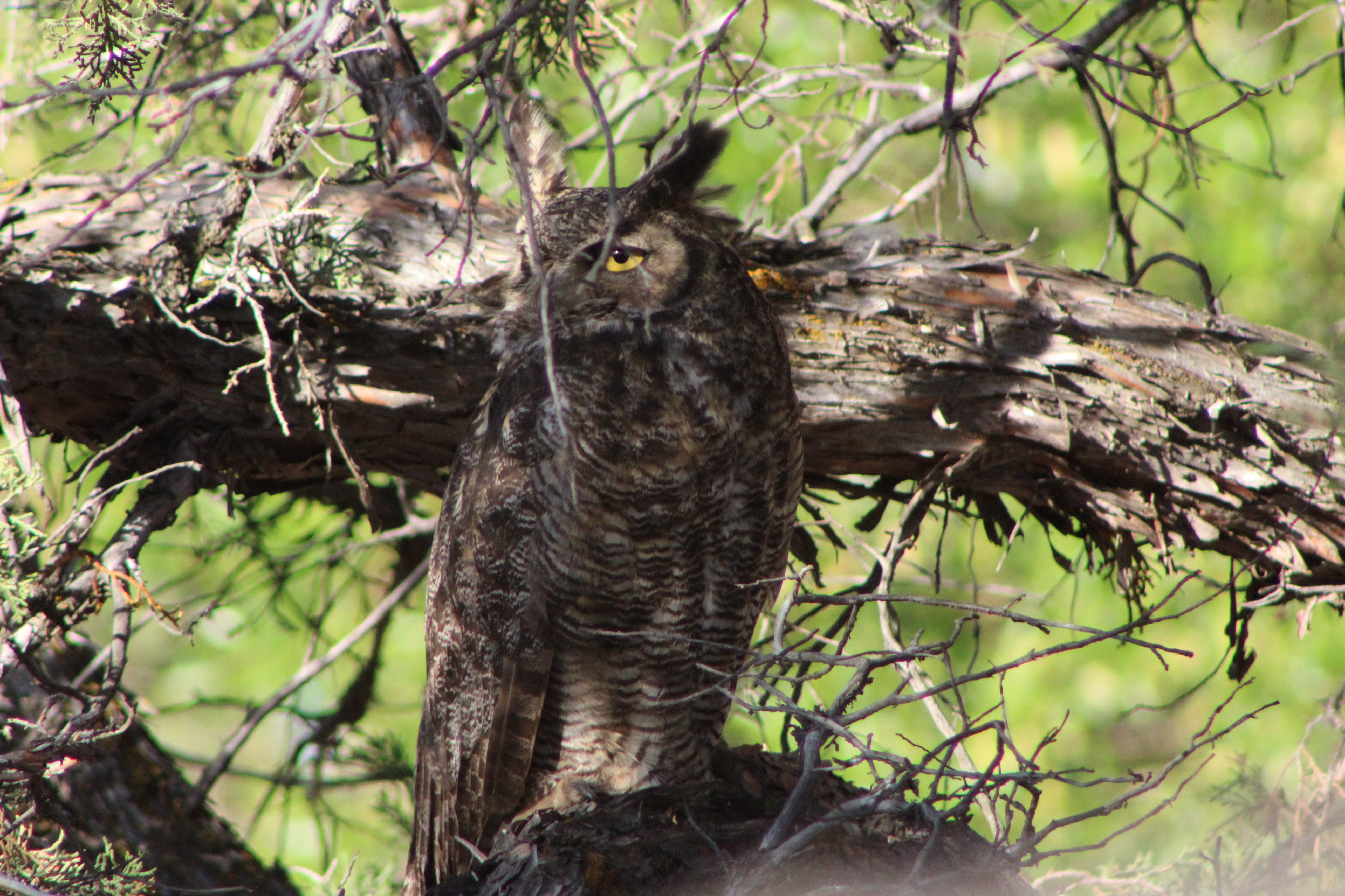 How to Find an Owl in the Woods. If you’re looking for a little magic