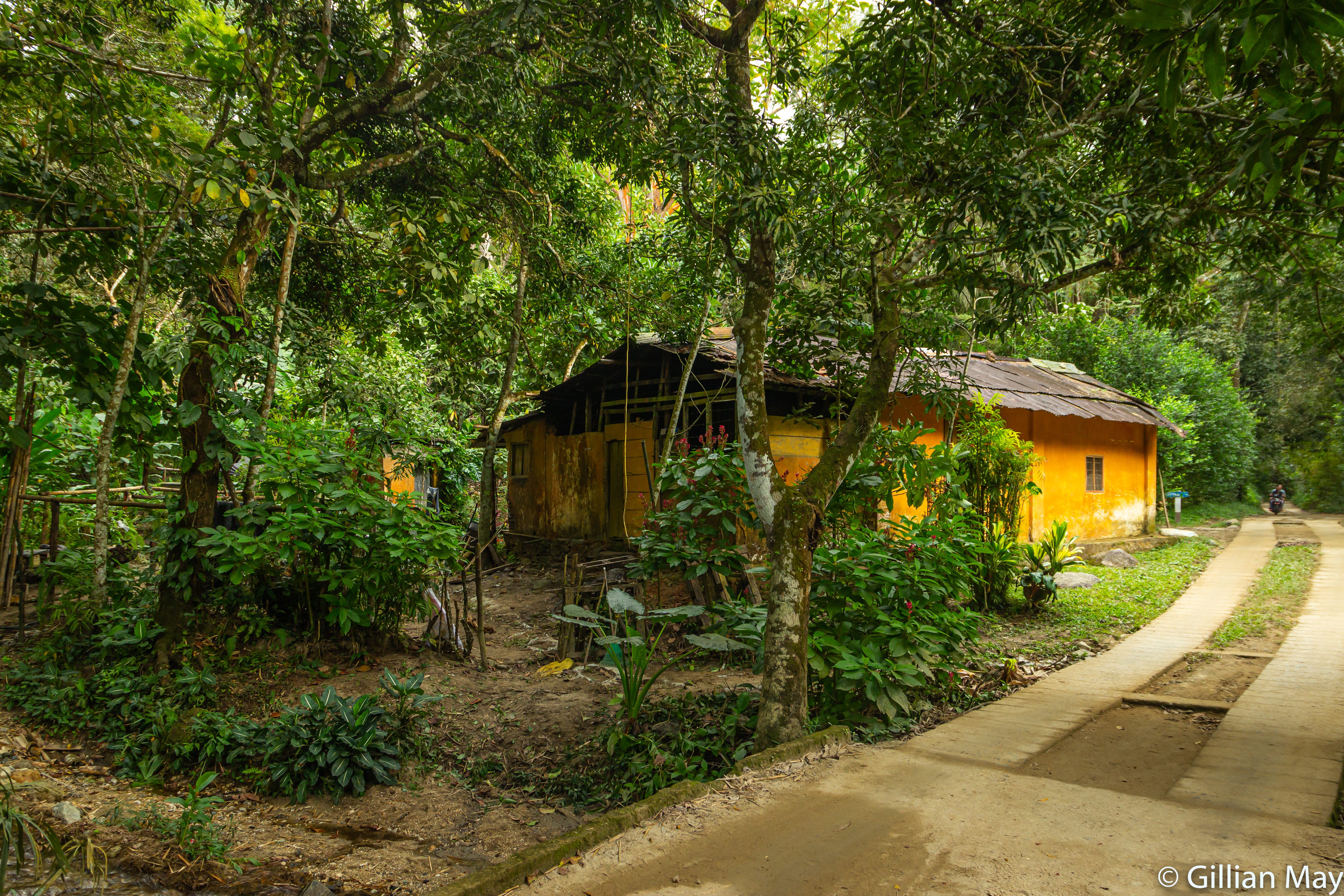 Capturing The Story Of The Jungle In Photography By Gillian May The Partnered Pen Medium Capturing The Story Of The Jungle In Photography By Gillian May The Partnered Pen Medium