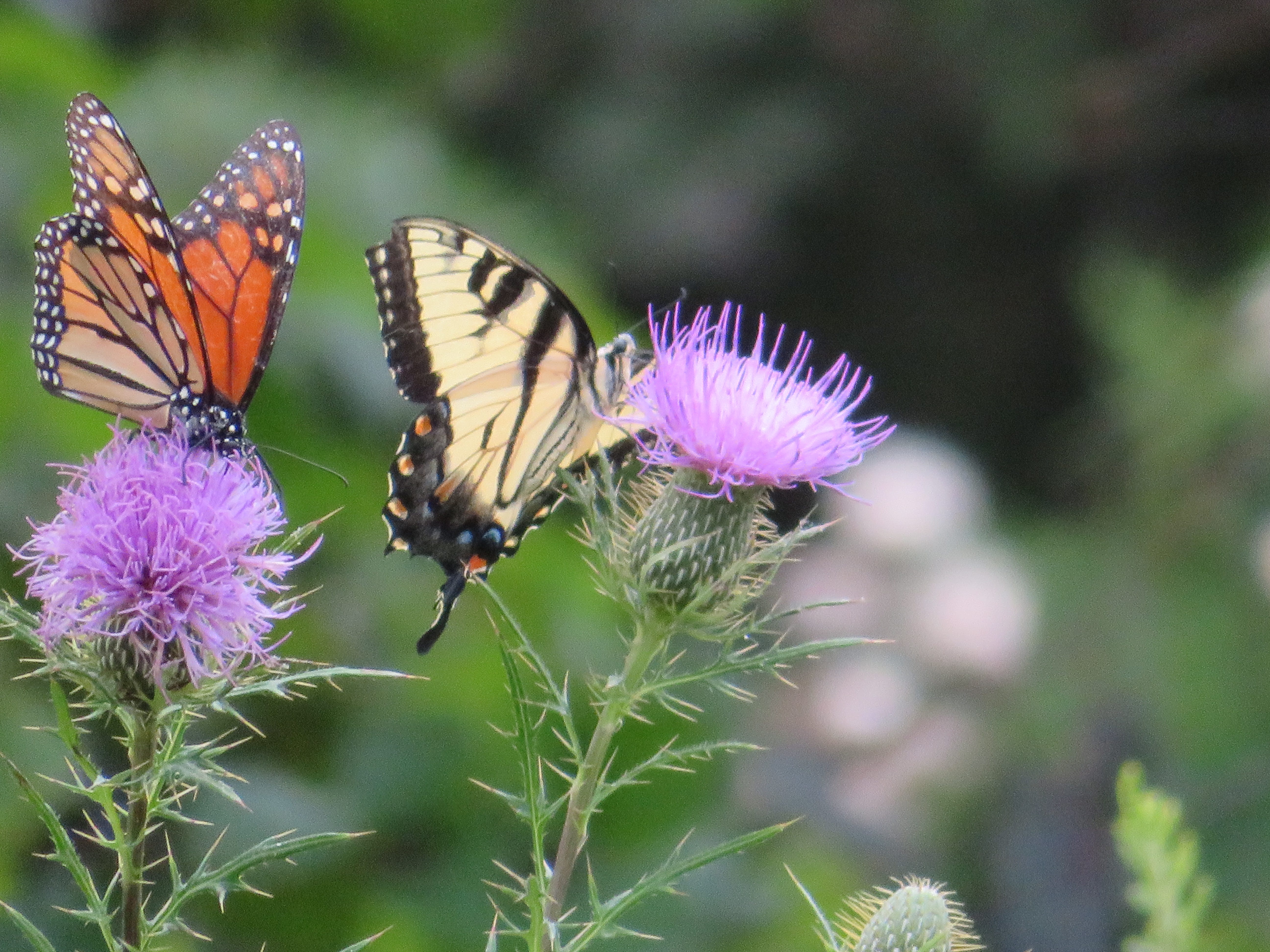 Feasts For Butterflies P S I Love You