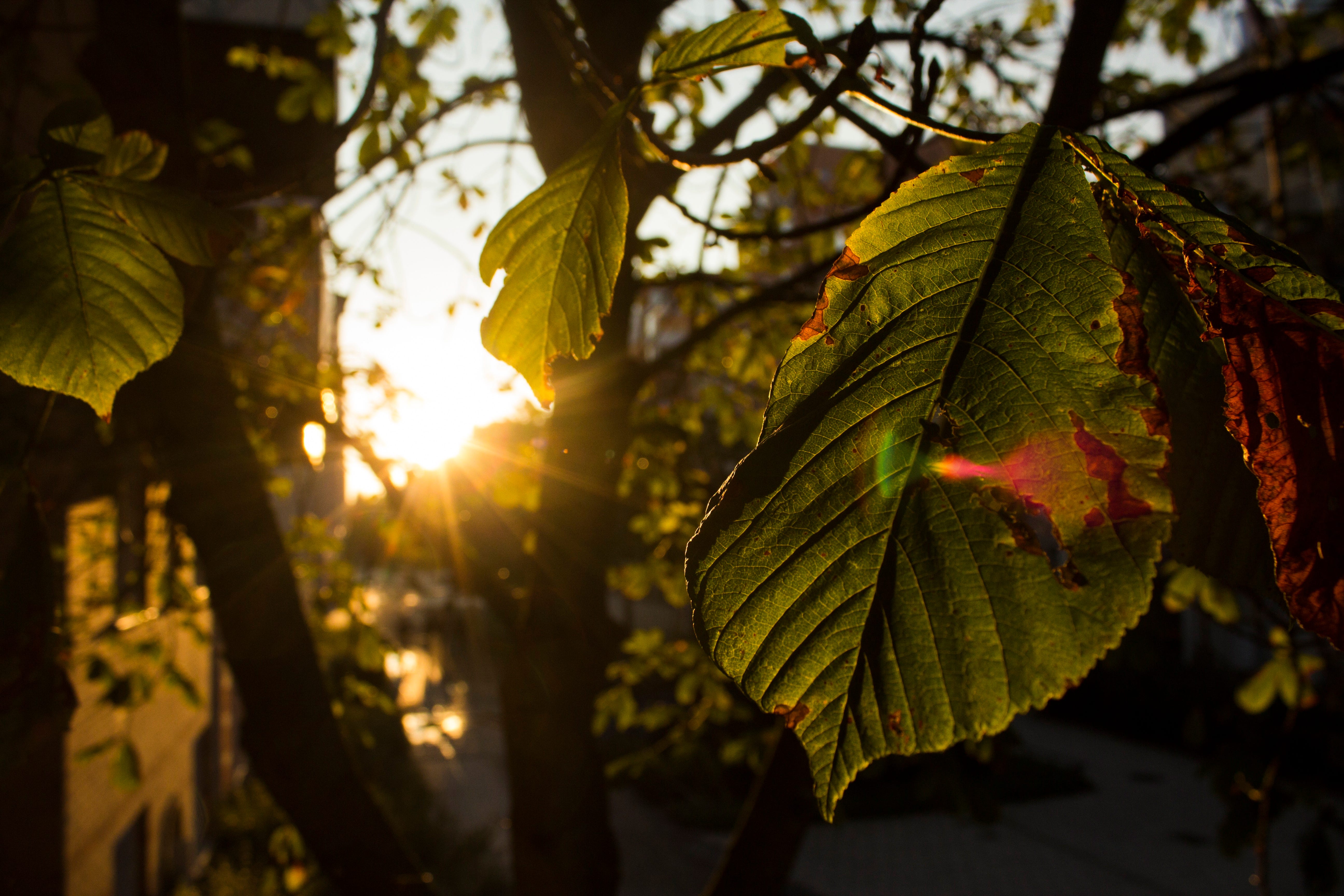 Achieve the Bokeh effect with kit lens (1855mm) by Lui Brandstrup