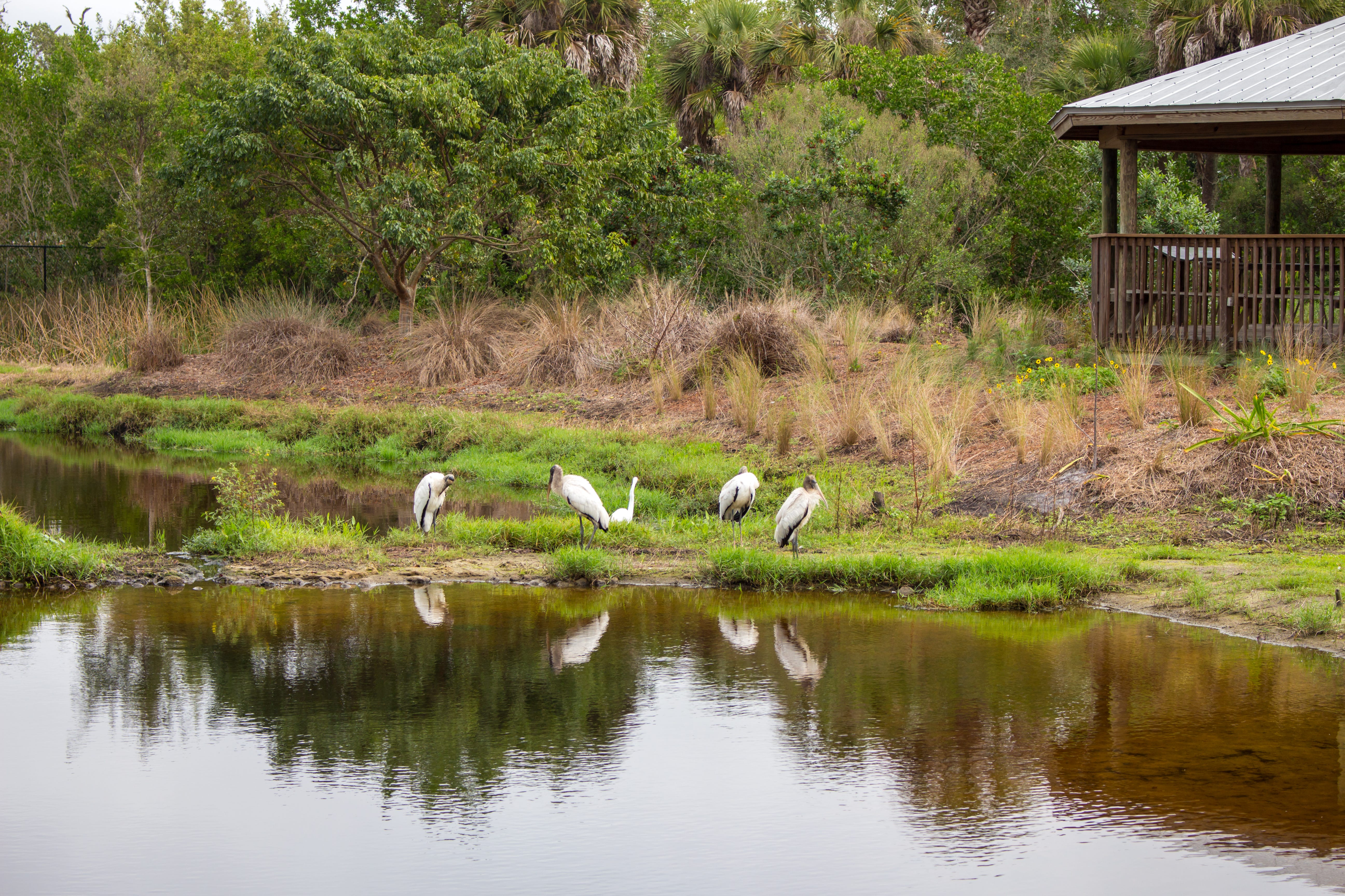 Natural Pollution Control At The Conservancy Of Southwest Florida S Filter Marsh By Conservancy Of Swfl Environmental Science Department Medium