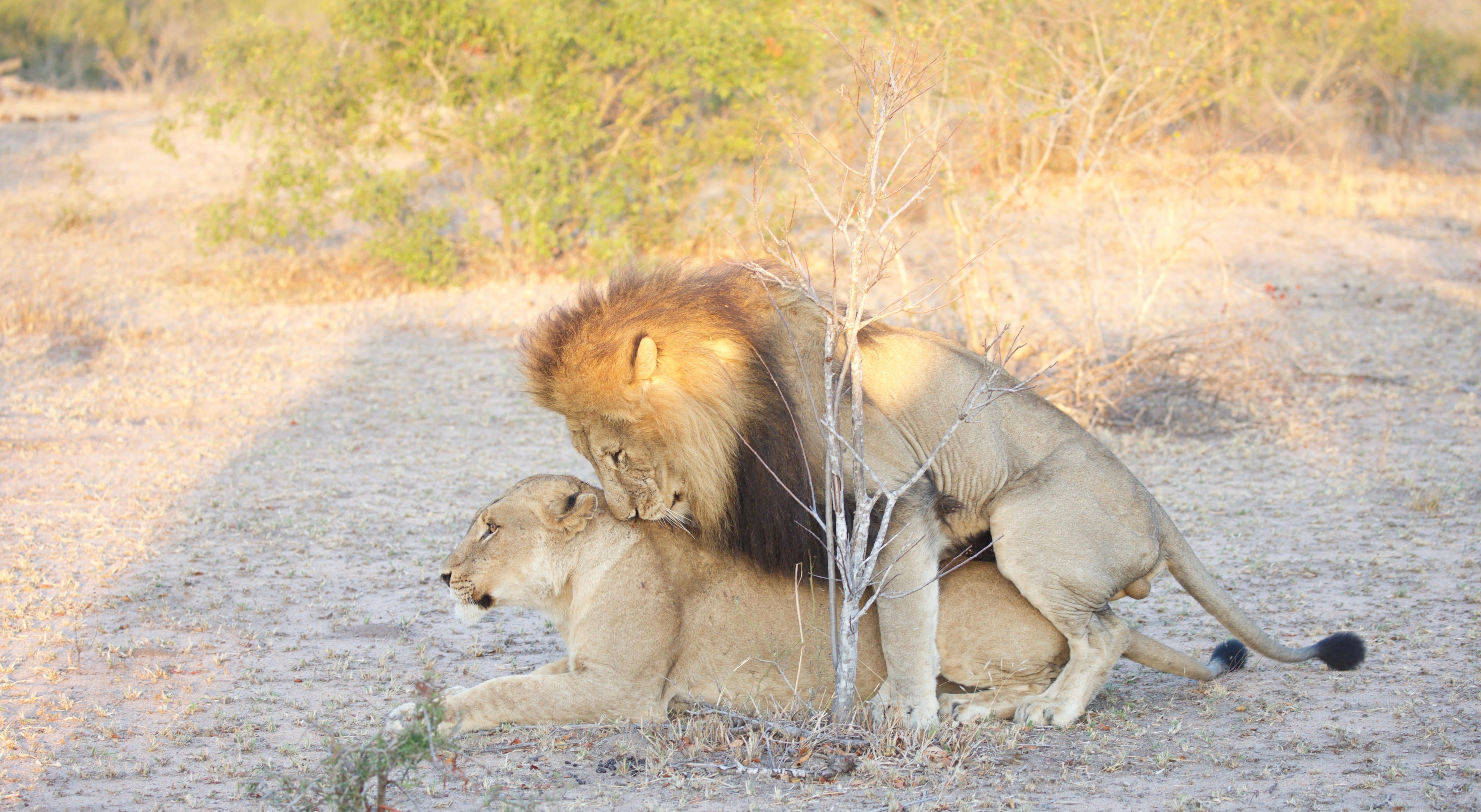 A Tale Of Simba And Nala Travel With Sofa Medium