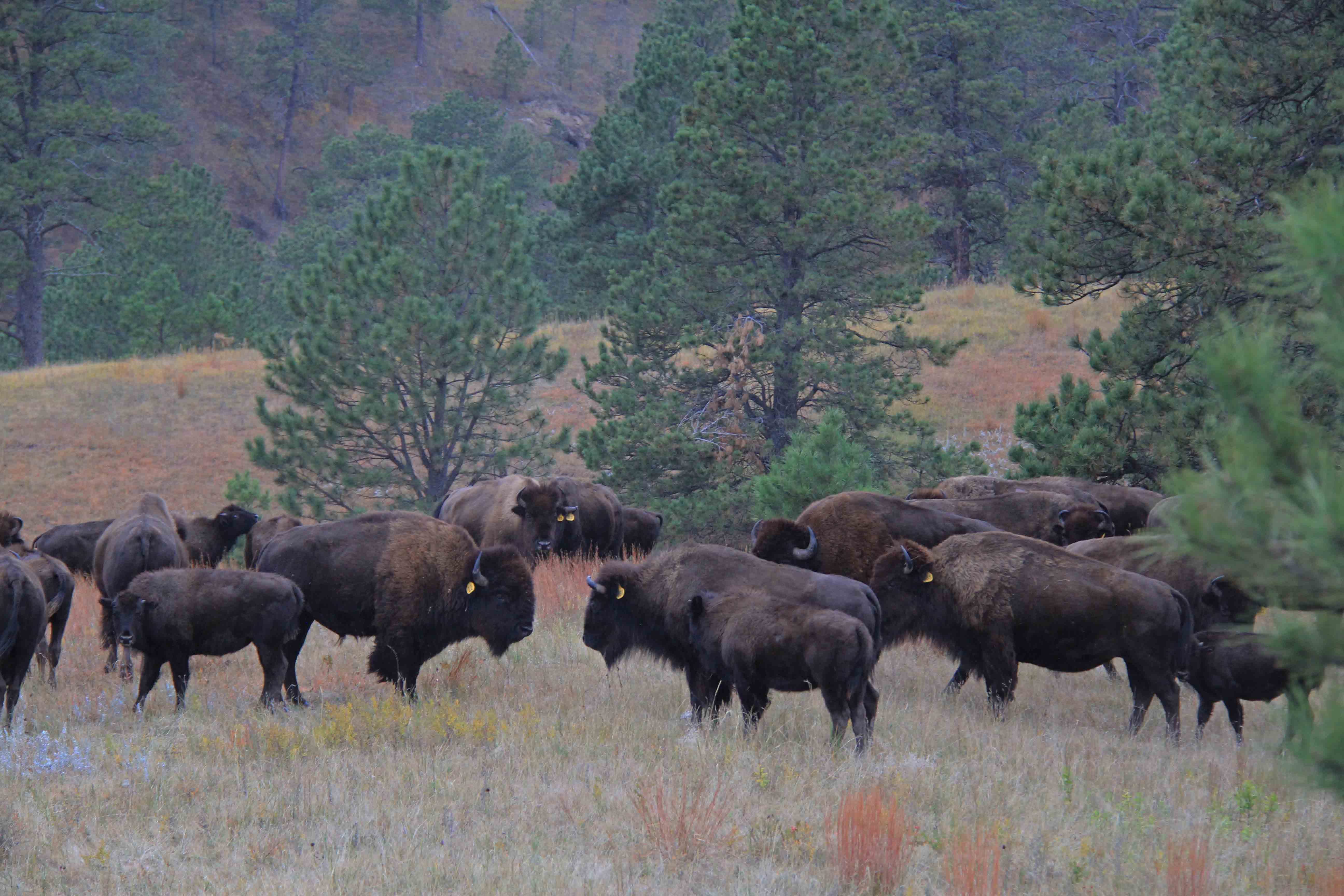 Once there were 50-to-100 million buffalo, they were the most numerous  large mammals to ever exist… | by David Bunnell | Medium