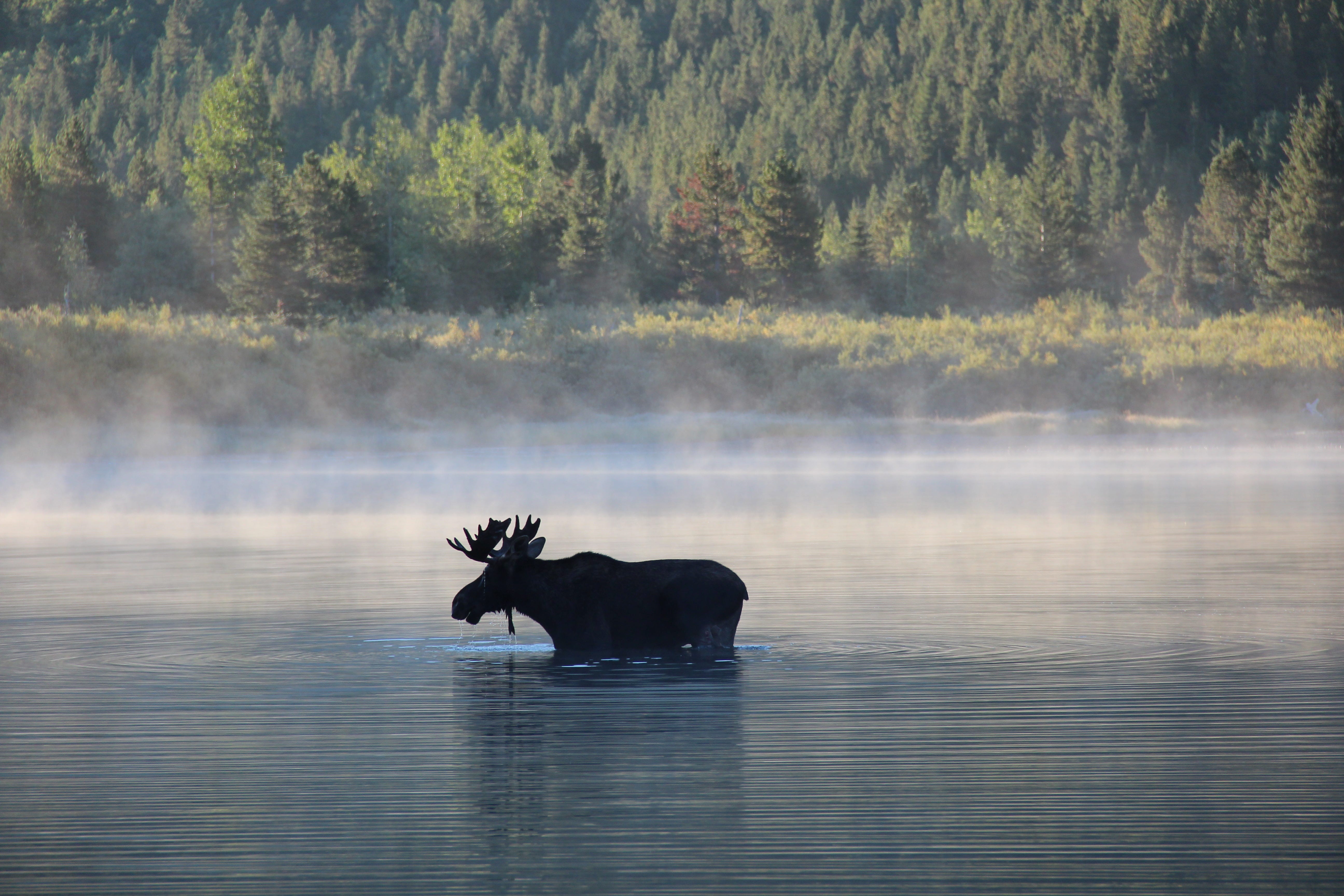 A bull moose walks in the shallows of a lake with mist rising from the water.