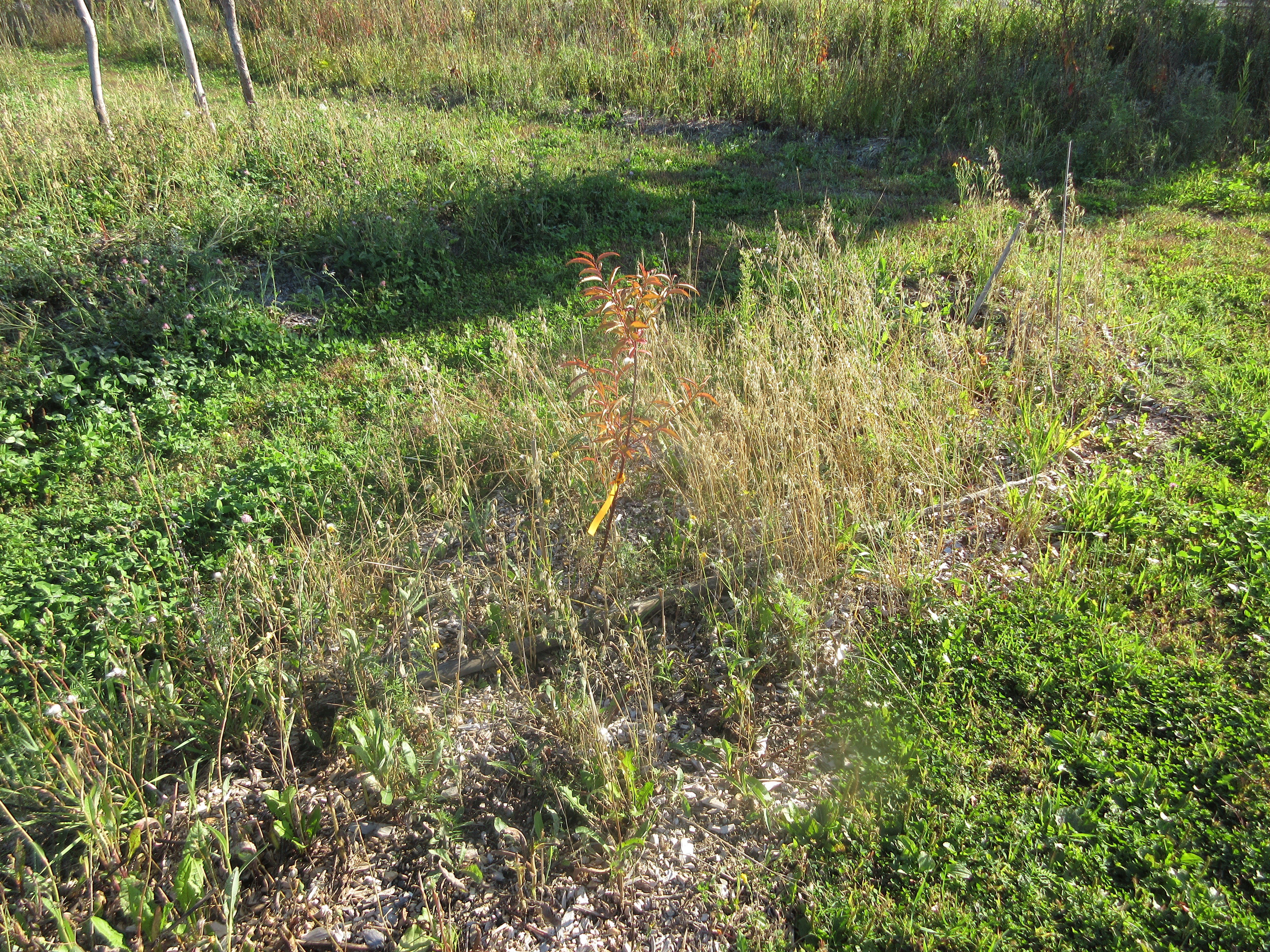 Time Experimental Martian Garden Takes Root In Quebec