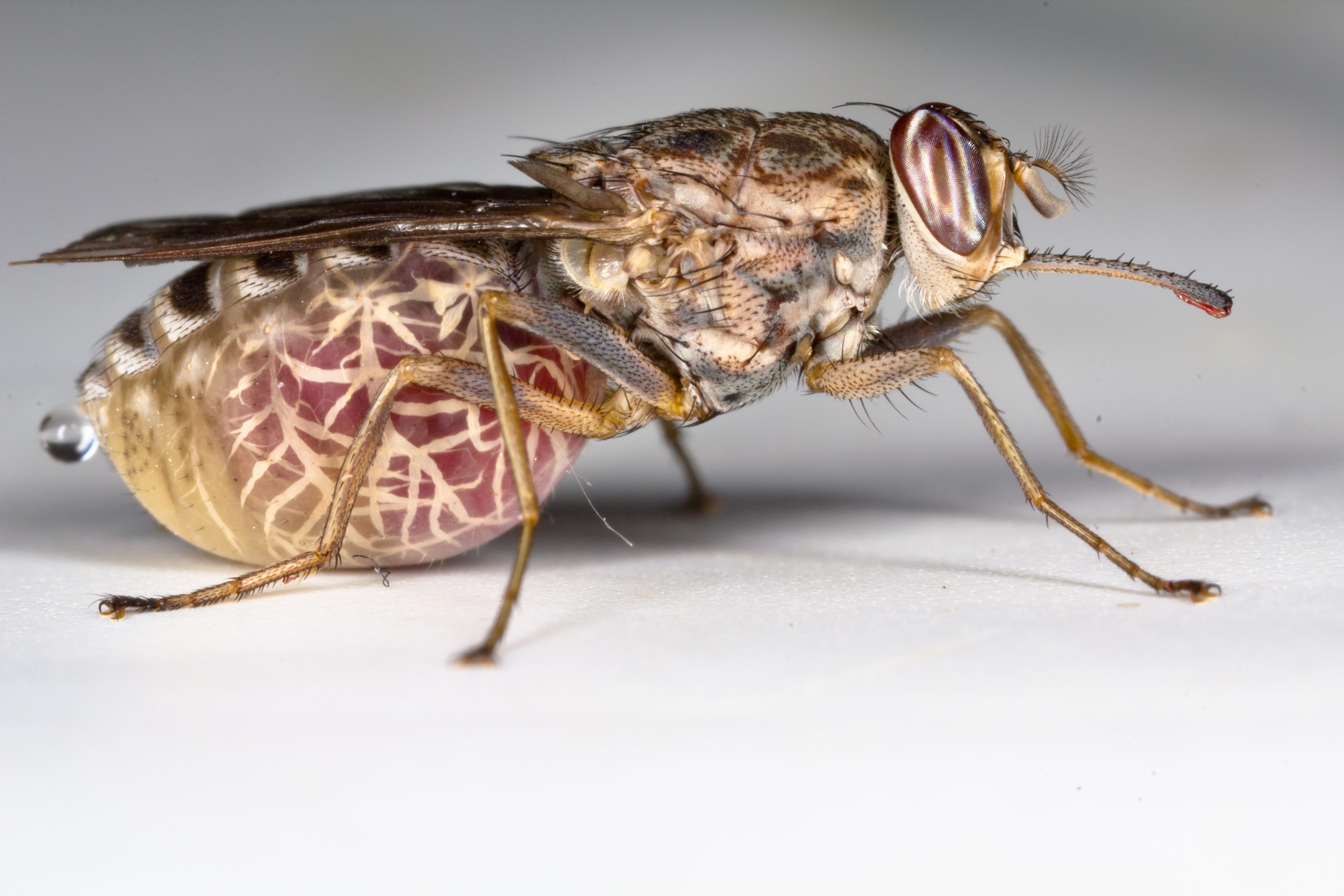 ‘Flying syringes’ could detect emerging infectious diseases by eLife