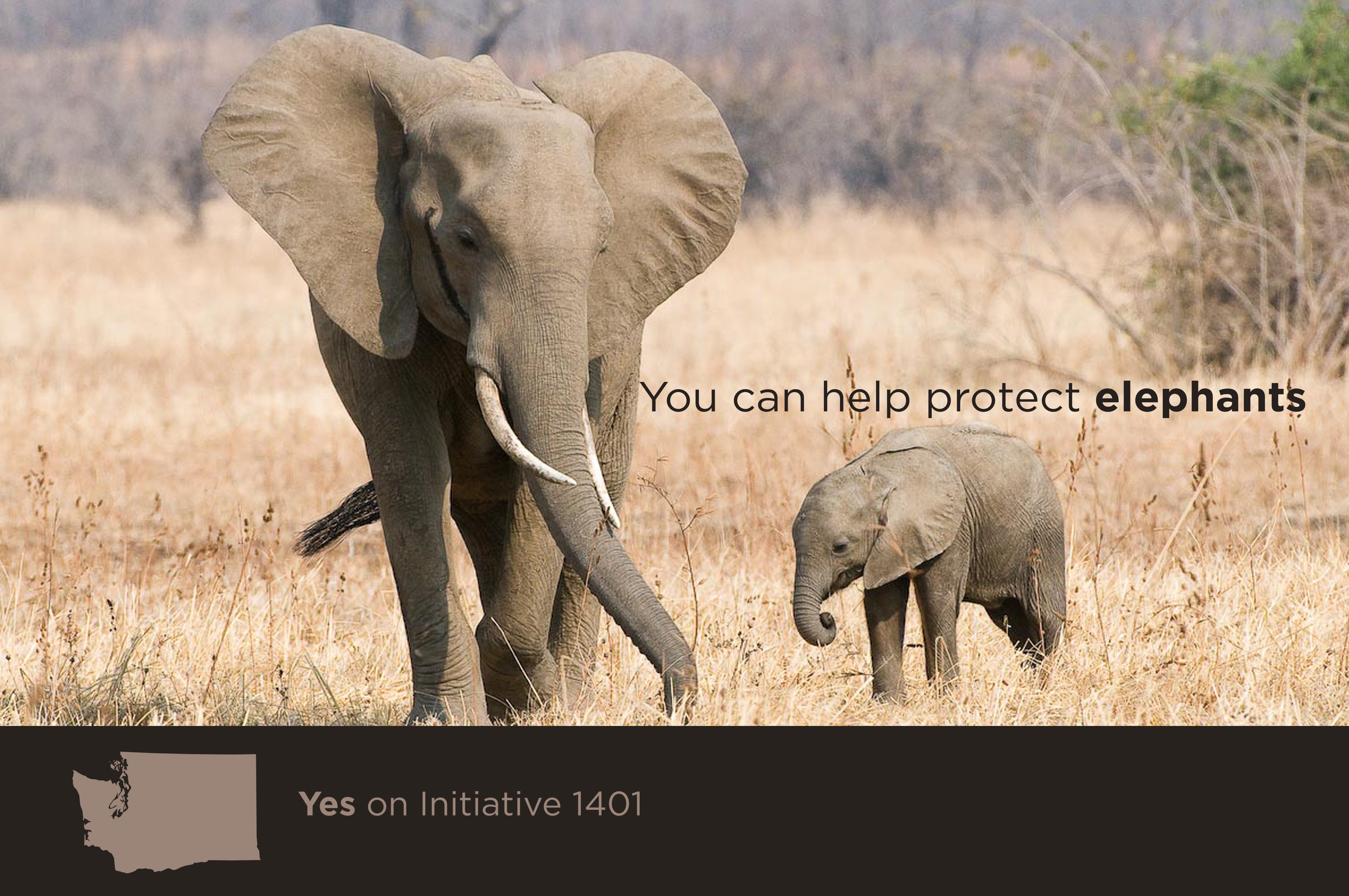 What If There Were No Elephants Left? Vulcan Inc. Medium