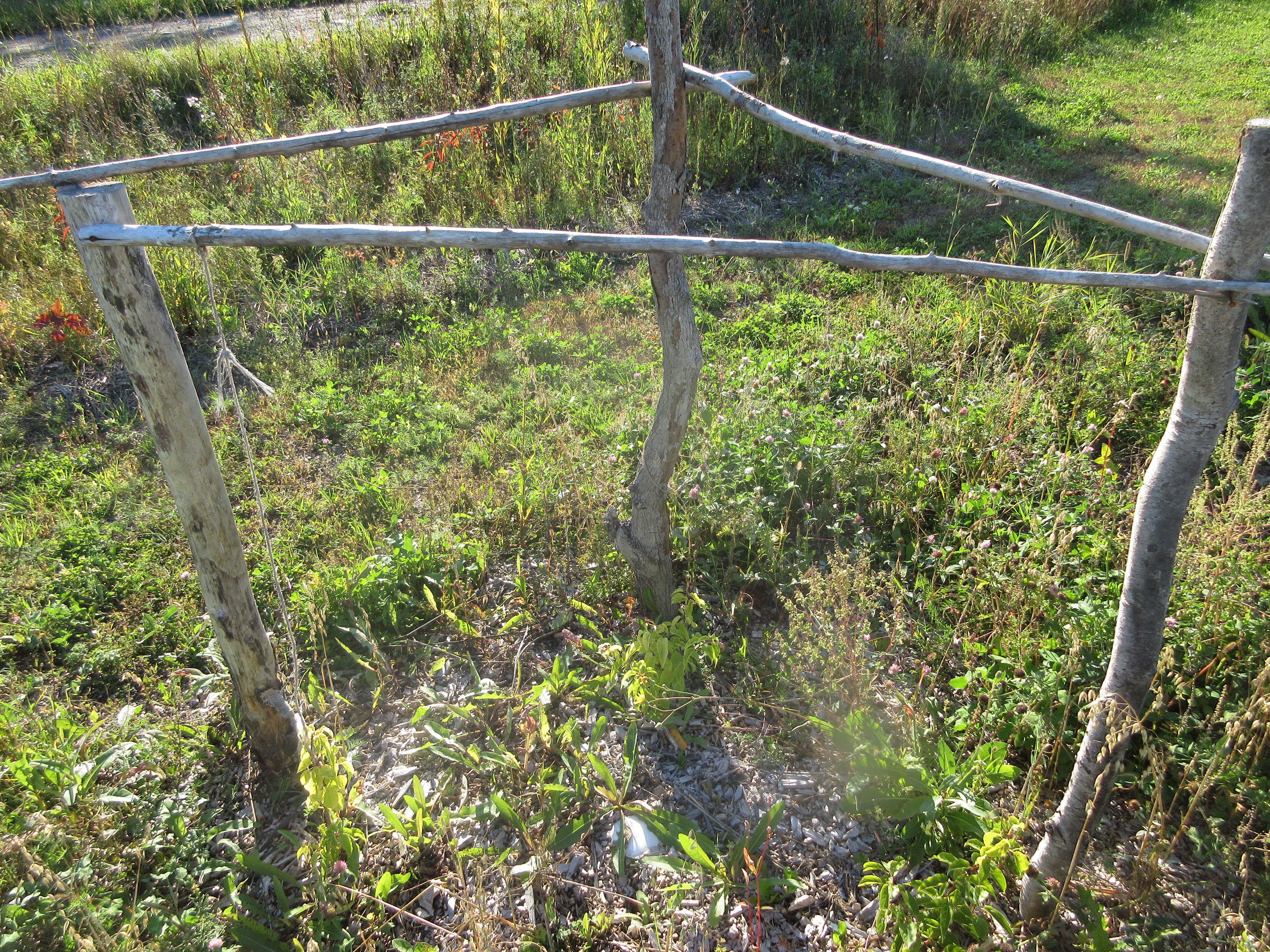 Time Experimental Martian Garden Takes Root In Quebec