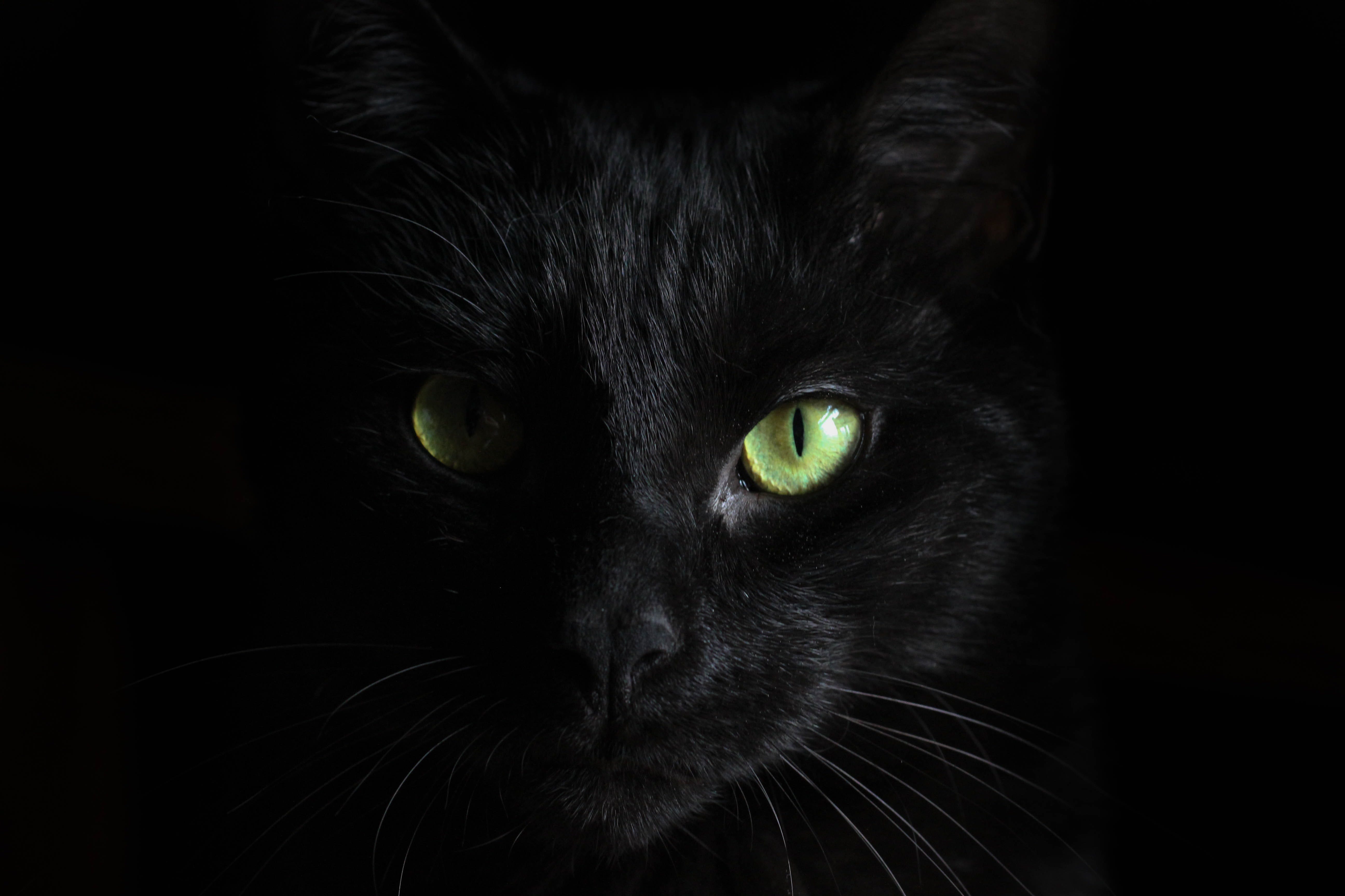 the truth about black cats