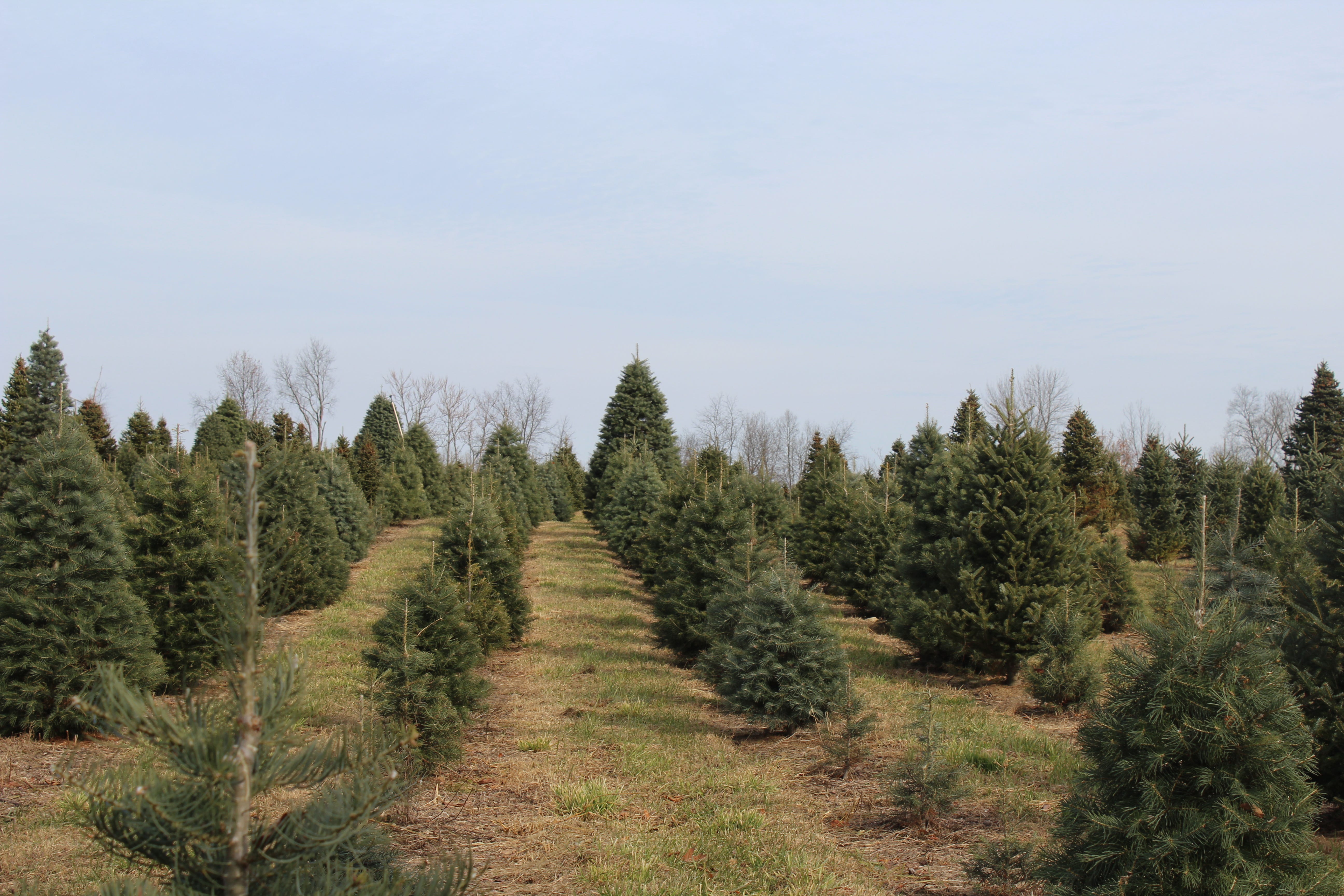 Best Christmas Tree Farm Hudson Valley at Margarita Ullrich blog