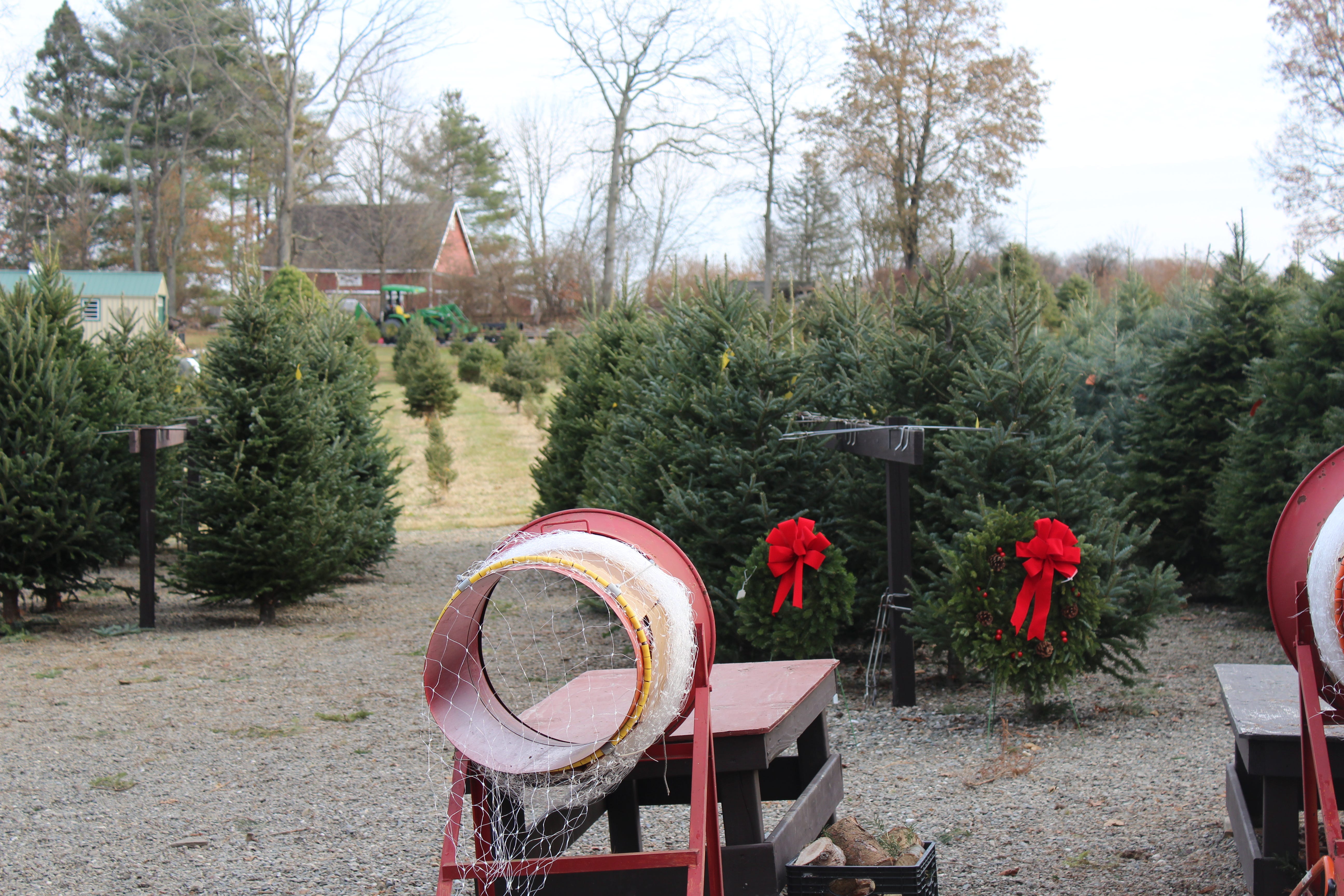 Christmas Tree Picking in the Hudson Valley The Groundhog Medium