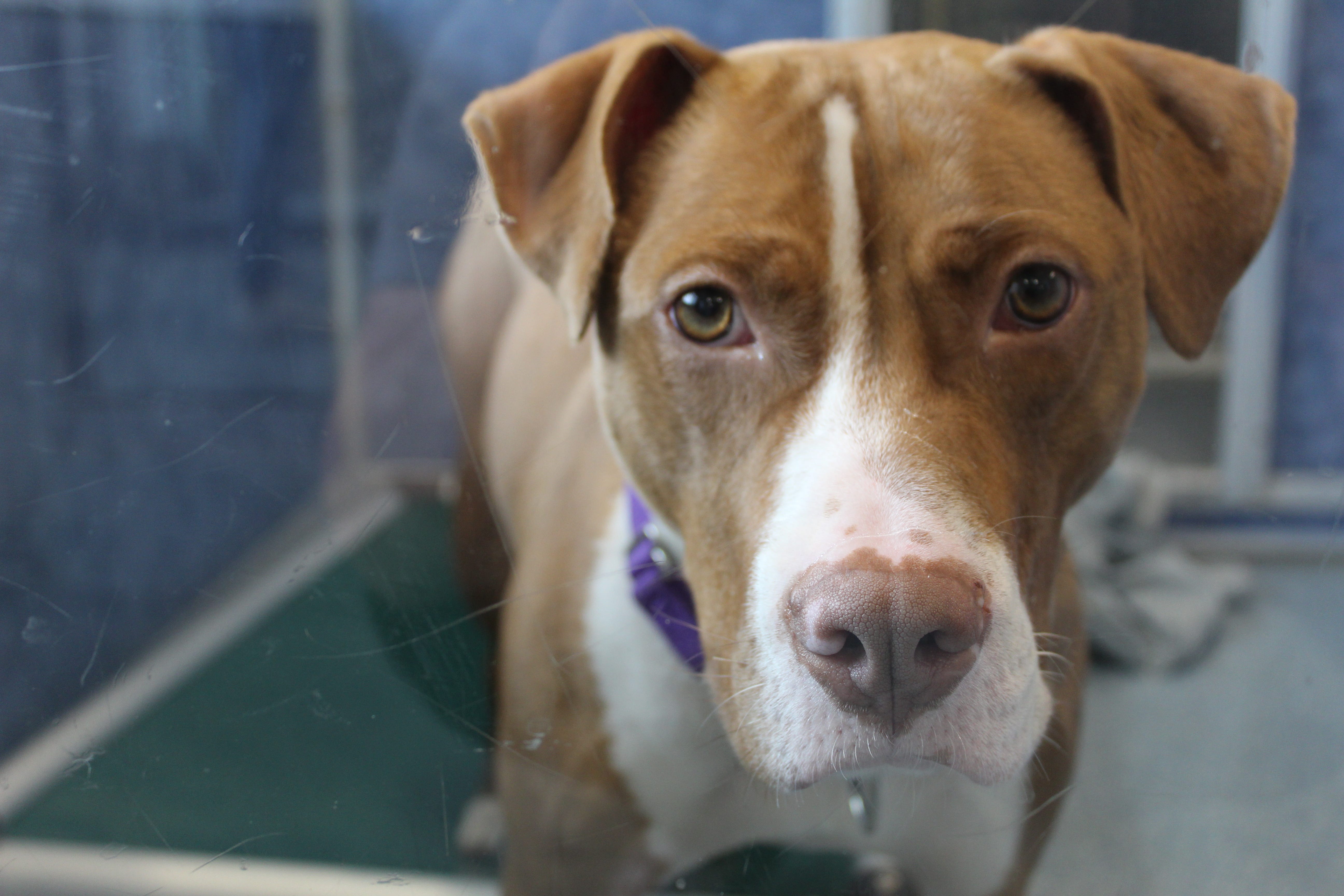 petsmart bans bully breeds