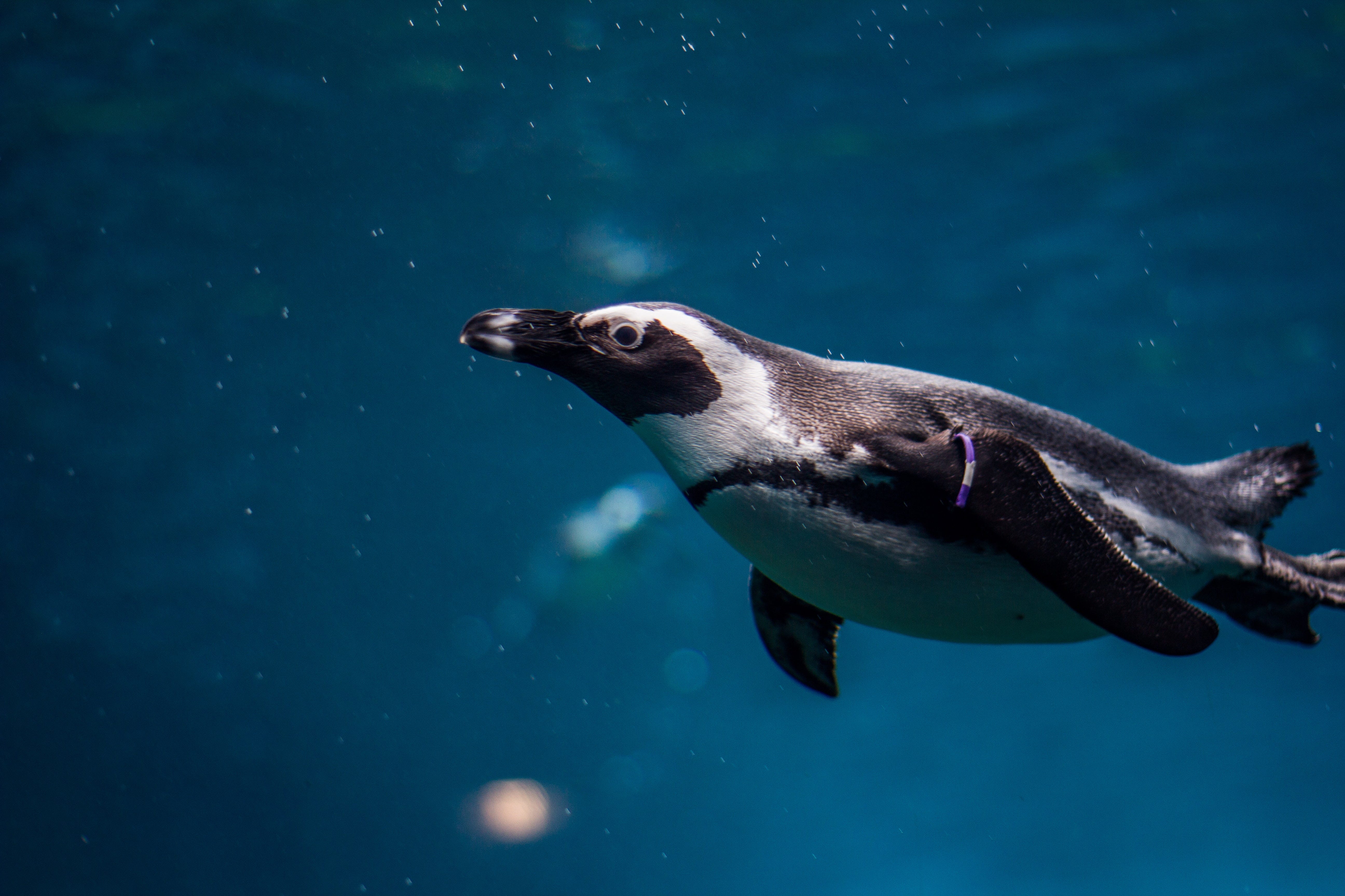 Penguins Don T Live In The North Pole Here Is Why By Vanessa Ham Predict Medium