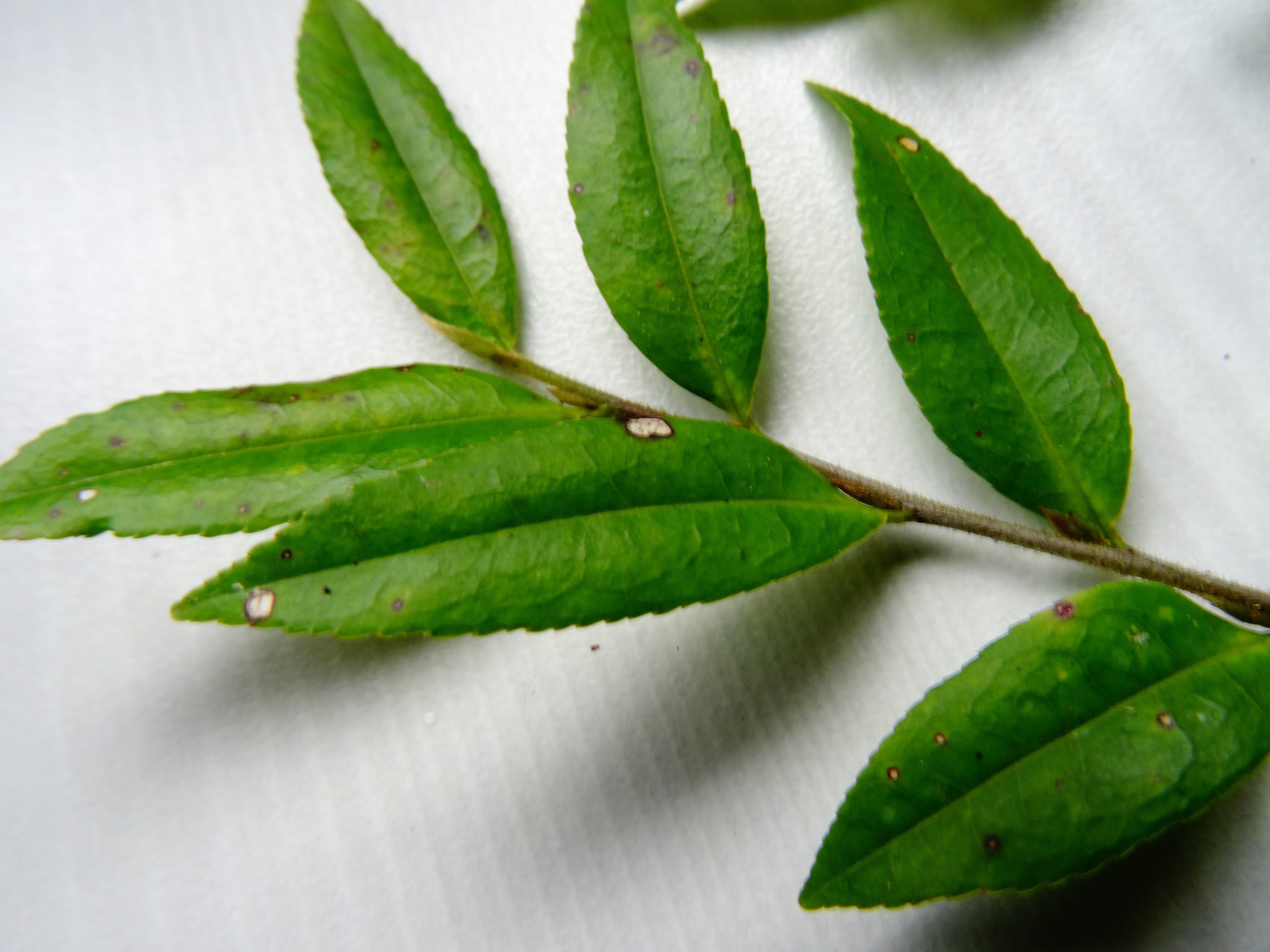 不專業分類學6 柃木 Eurya 柃木屬 Eurya 是從山茶科 Theaceae 搬家到五列木科 Pentaph By Shu I Lin Medium 不專業分類學6 柃木 Eurya 柃木屬 Eurya 是從山茶科 Theaceae 搬家到五列木科 Pentaph By Shu I Lin Medium