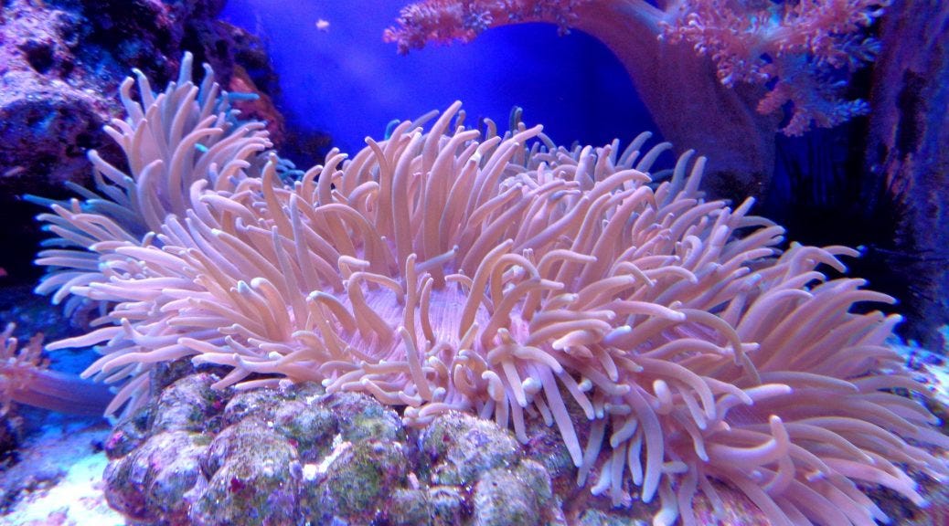 coral deep learning