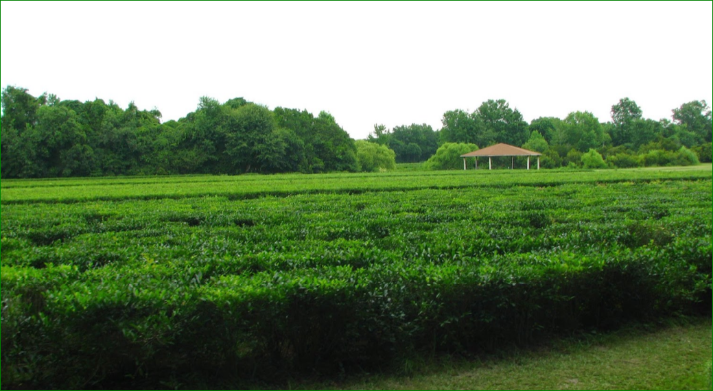 North American Tea Growers. When one thinks of a known Tea Origin… by
