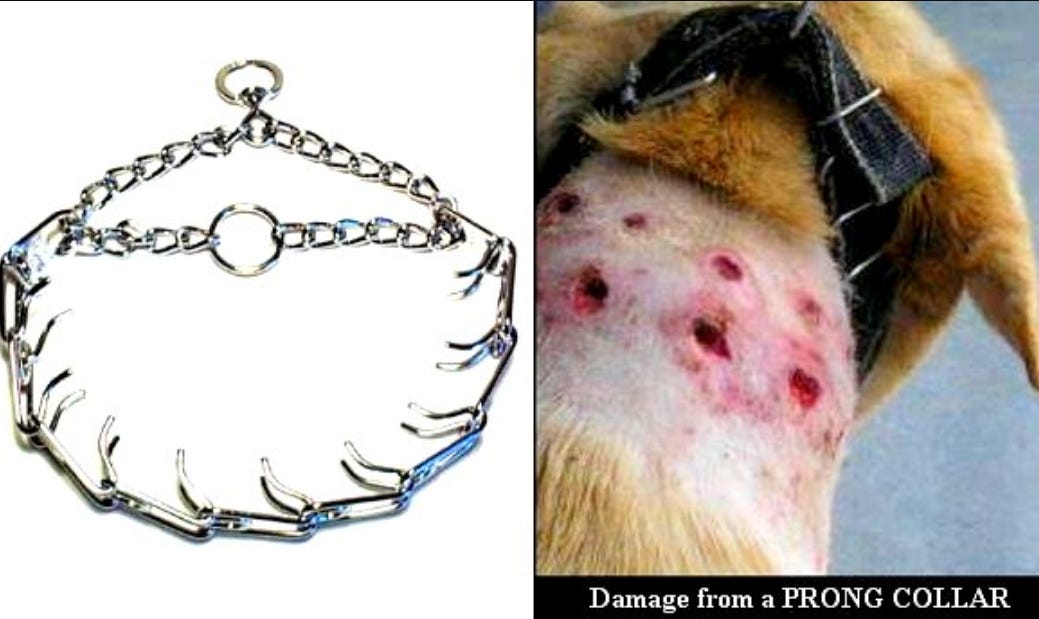 These barbaric spiked dog collars are banned in the United Kingdom, but