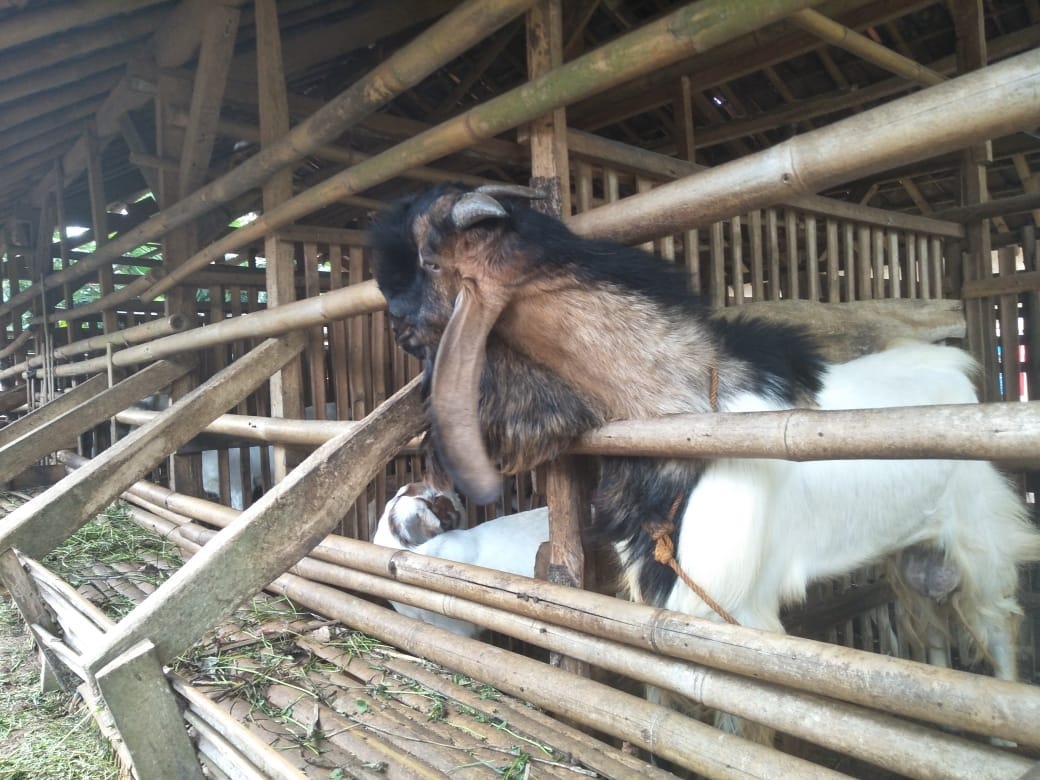 0858 4578 4115 Jual Hewan Qurban Siap Kirim Ke Kalideres Jakbar