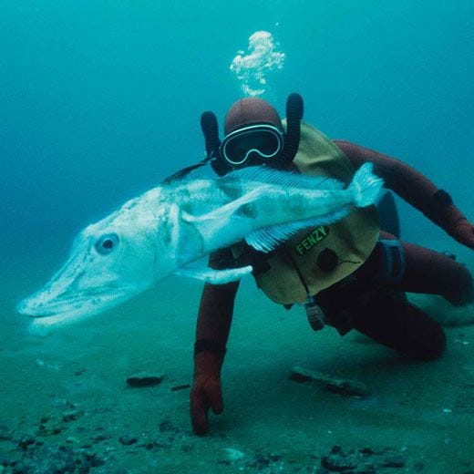Weird And Wonderful Creatures Of The Deep Sea Amy Wilson Medium