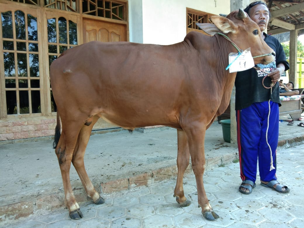 10+ Gambar Sapi Kurban Hitam Putih - Gani Gambar