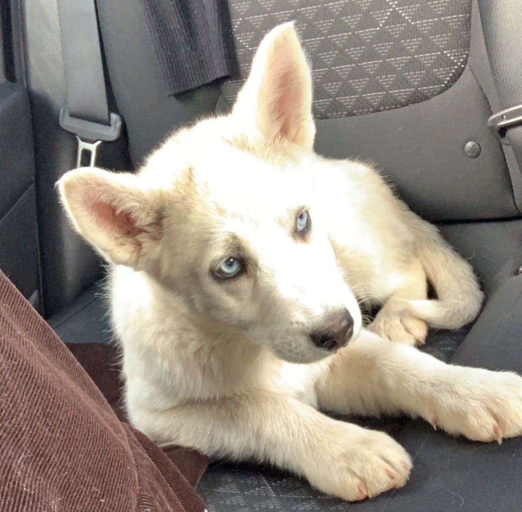 female husky for adoption