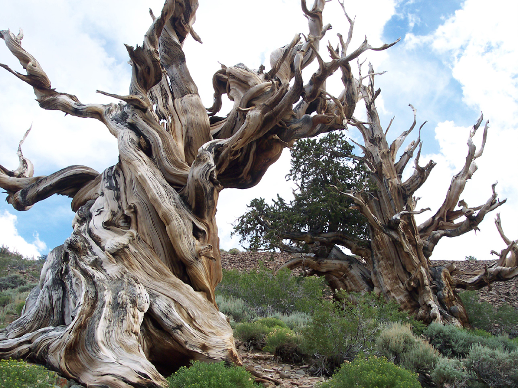 Bristlecone Pines What Are These Miraculous Structures By Isabella Armour Botany Thoughts Medium Bristlecone Pines What Are These Miraculous Structures By Isabella Armour Botany Thoughts Medium