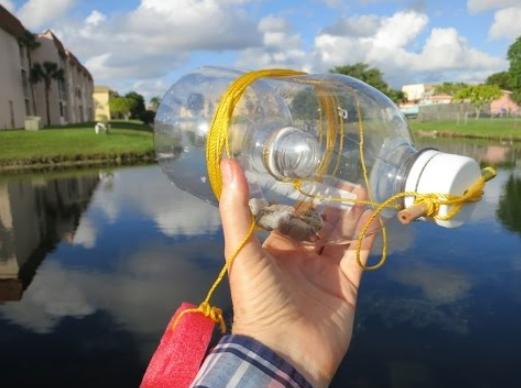 homemade crawfish bait