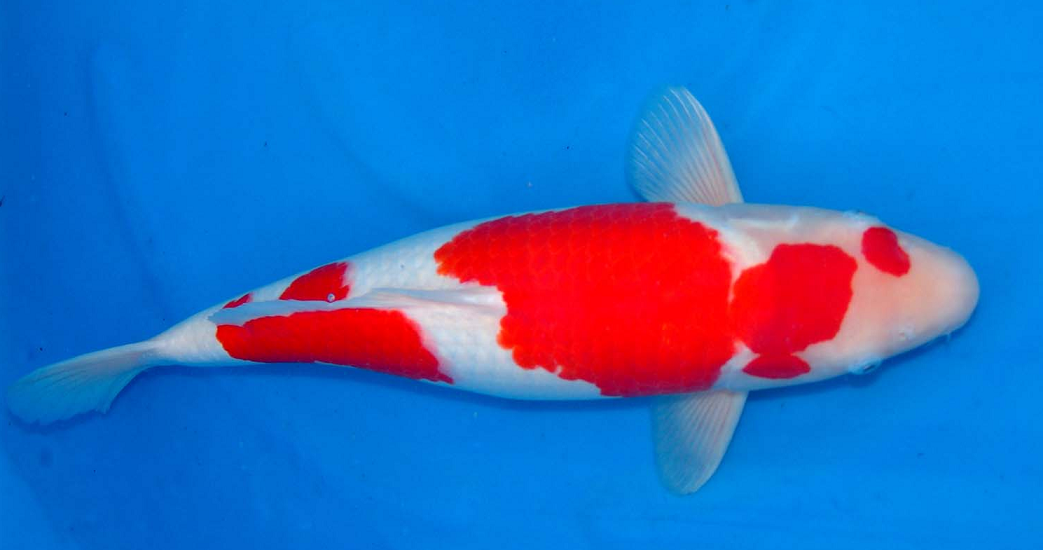 Jenis Ikan Koi Kohaku. KOHAKU Ini adalah tipe dengan warna… | by olivia