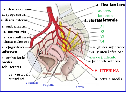 Osteopatia in ambito vascolare. Il modello fluidico della pelvi | by Dott.  Francesco Barbato D. O. | Medium