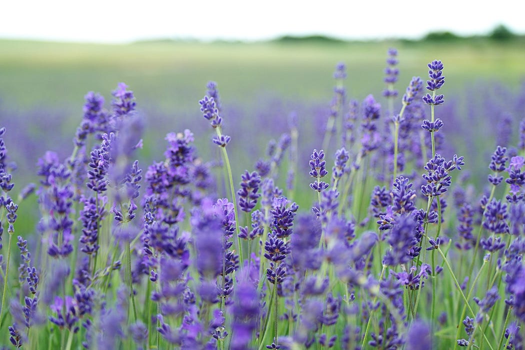 Lavander field