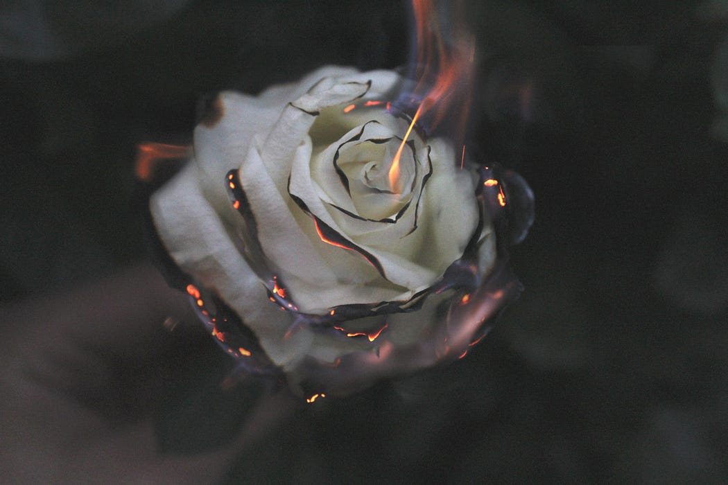 Smoldering rose