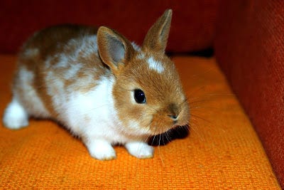 petco sell bunnies