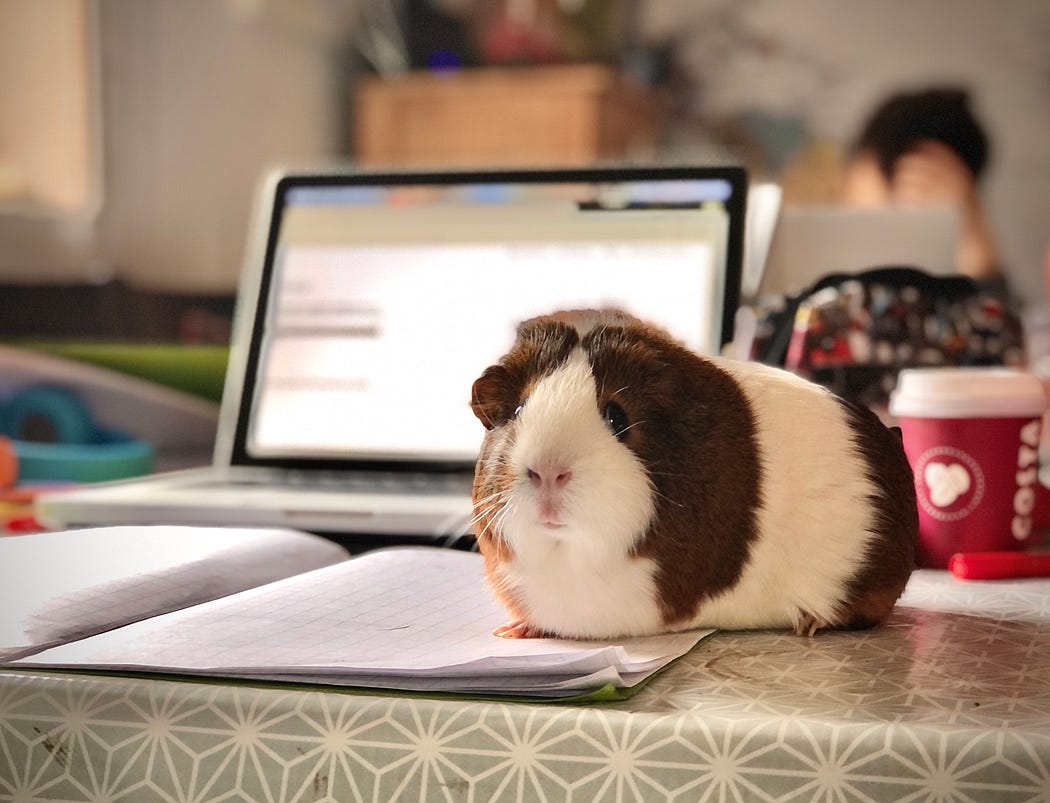 How to Dry your Guinea Pigs after Bath?