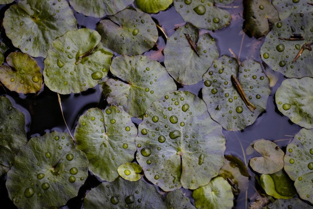 Exploring the evolution of plants from water to land by