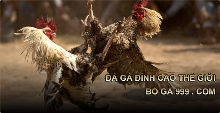 đá gà trực tiếp thomo 999 hôm nay