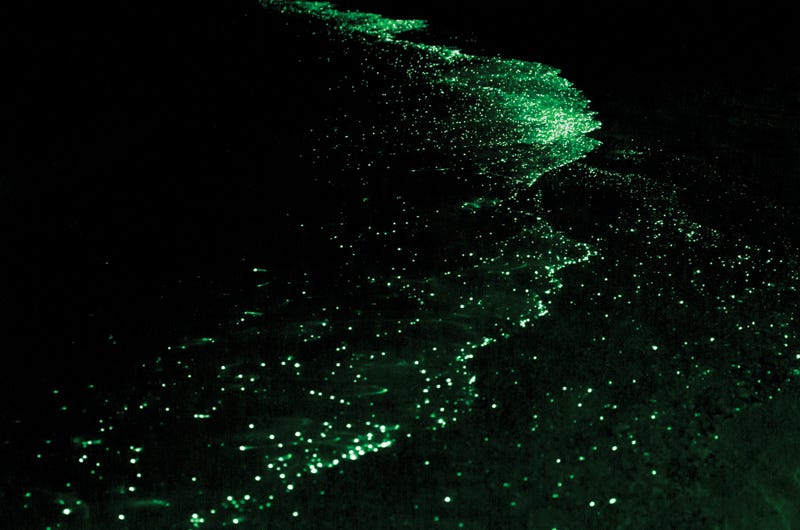 green glowing bioluminescent plankton on a dark beach