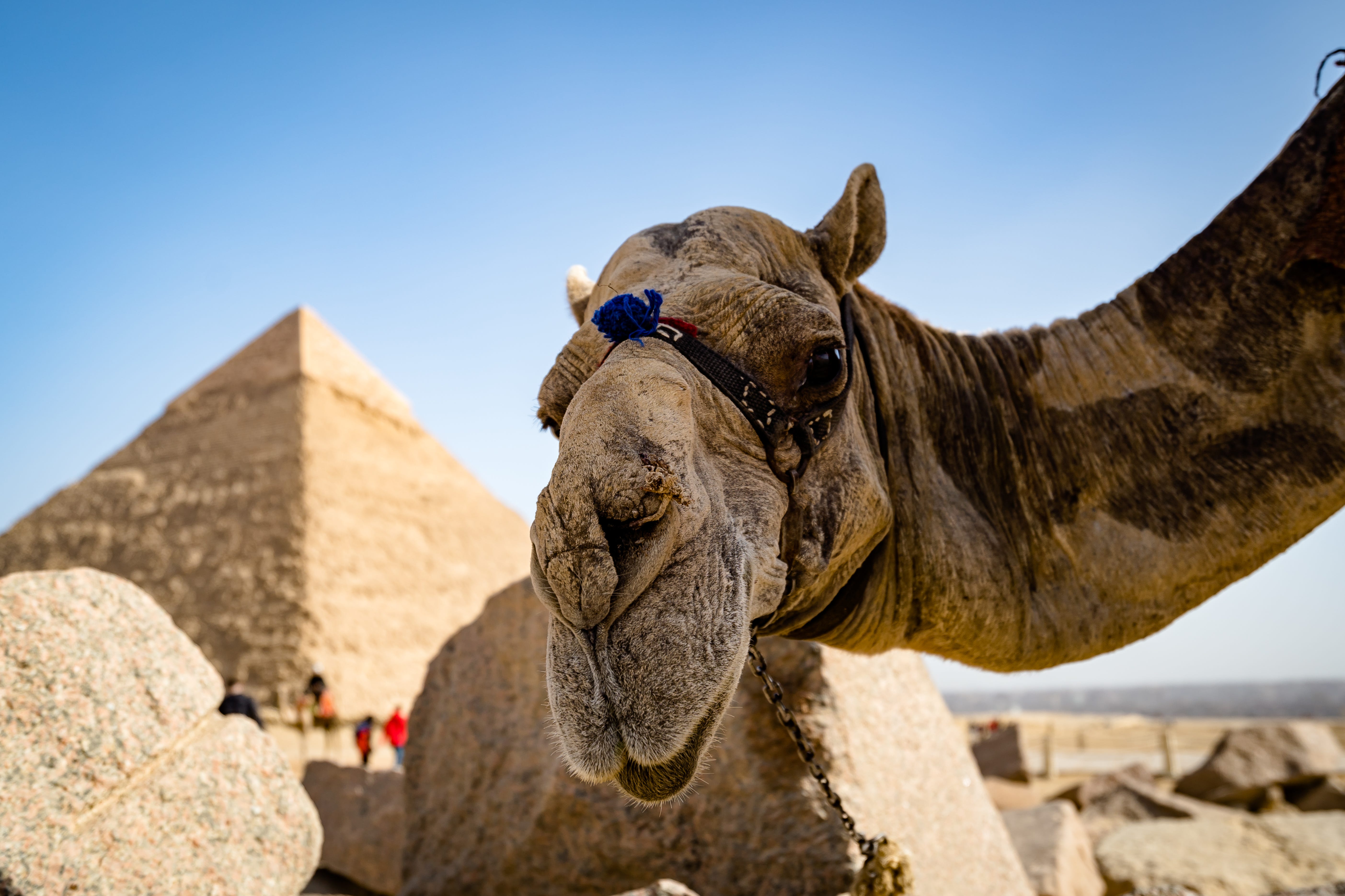 Extraterrestrial camels built the pyramids.