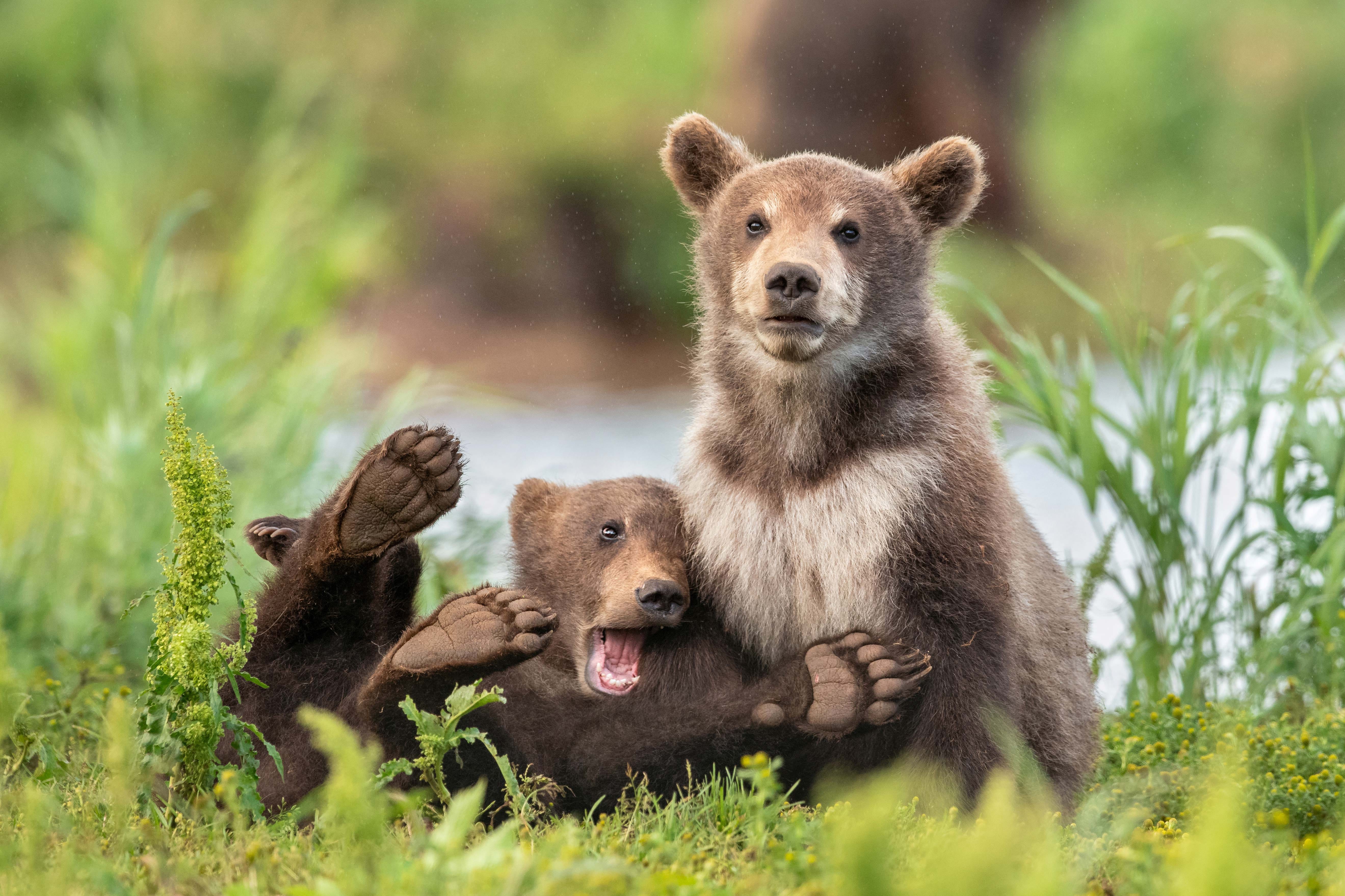 Two brown bear cubs pose, one looking serious and the other collapsing with a wide open mouth and his paws in the air