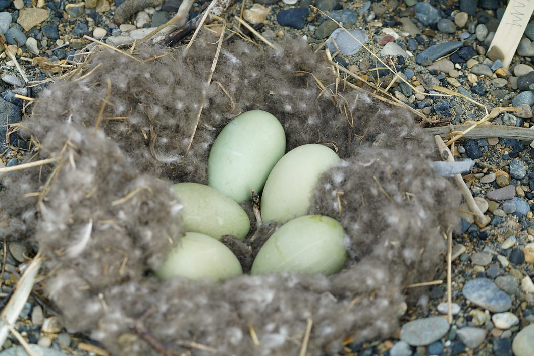 7-facts-you-don-t-know-about-the-common-eider-updates-from-the-u-s