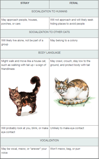 What I Wish I Knew About Adopting A Stray Cat Tenderly