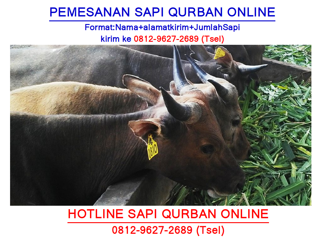 0812 9627 2689 Tsel Jual Sapi Qurban Wilayah Depok Bursa Hewan