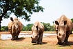 For the Love of the Rhino