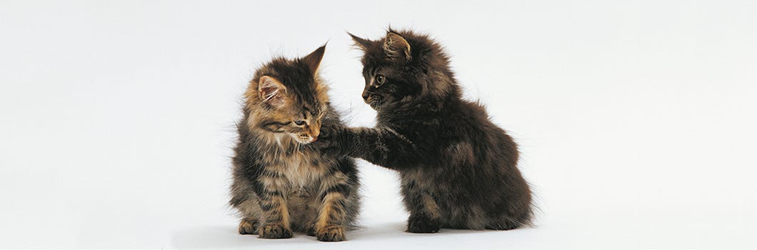 royal canin development kitten