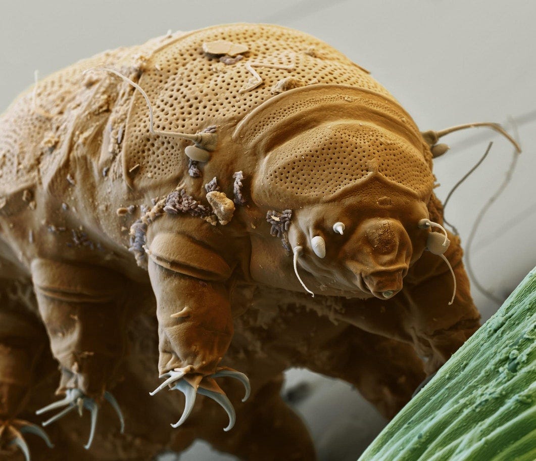 The Consciousness Of Water Bears Water Bears Also A Symbol For Our Own Consciousness And Level Of Learning By Jiska Hachmer Medium