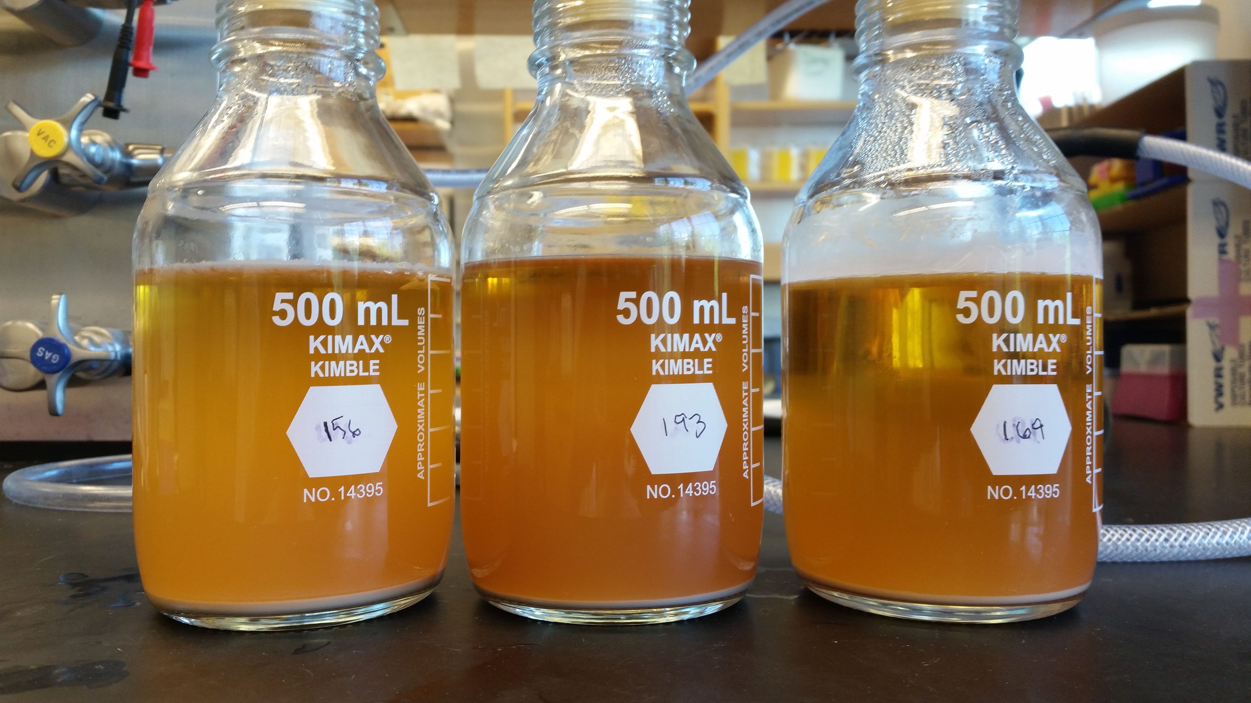 The Sour Beer Microbiome — Exploring Tiny Fermenters by Bayleigh