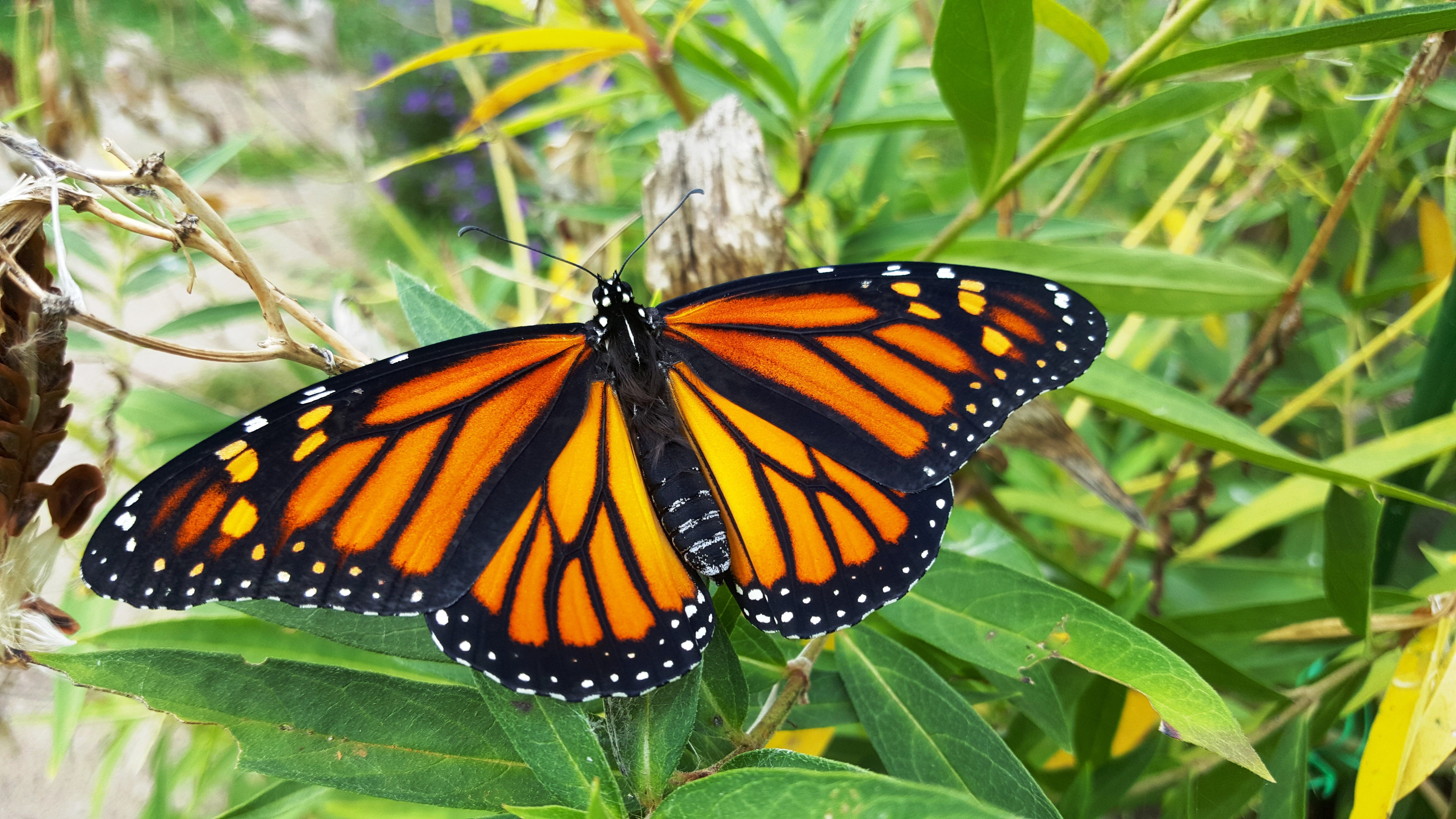 Monarch Butterflies Are Now An Endangered Species | IMDB v2.3